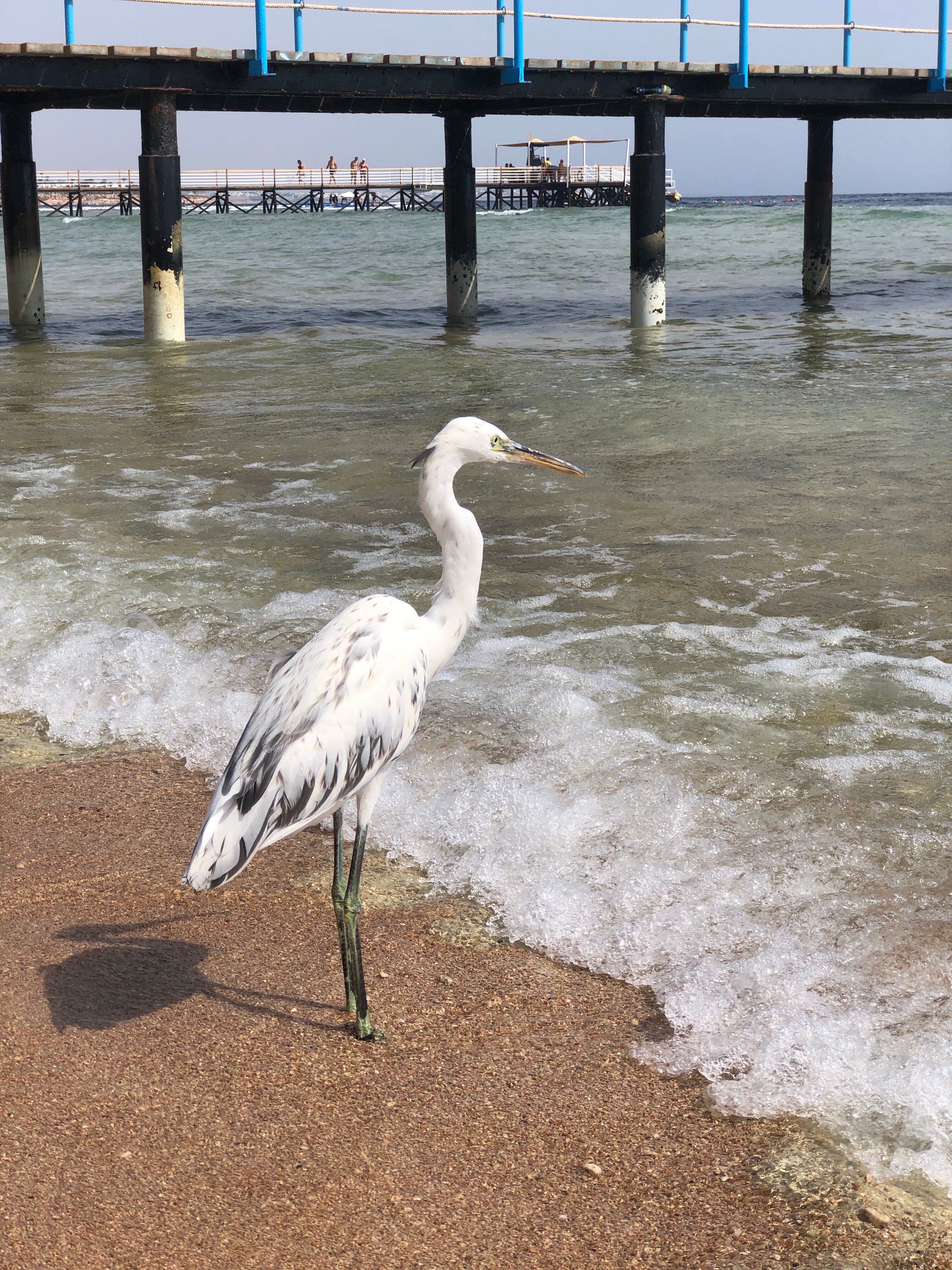 Фото Sharming Inn Hotel