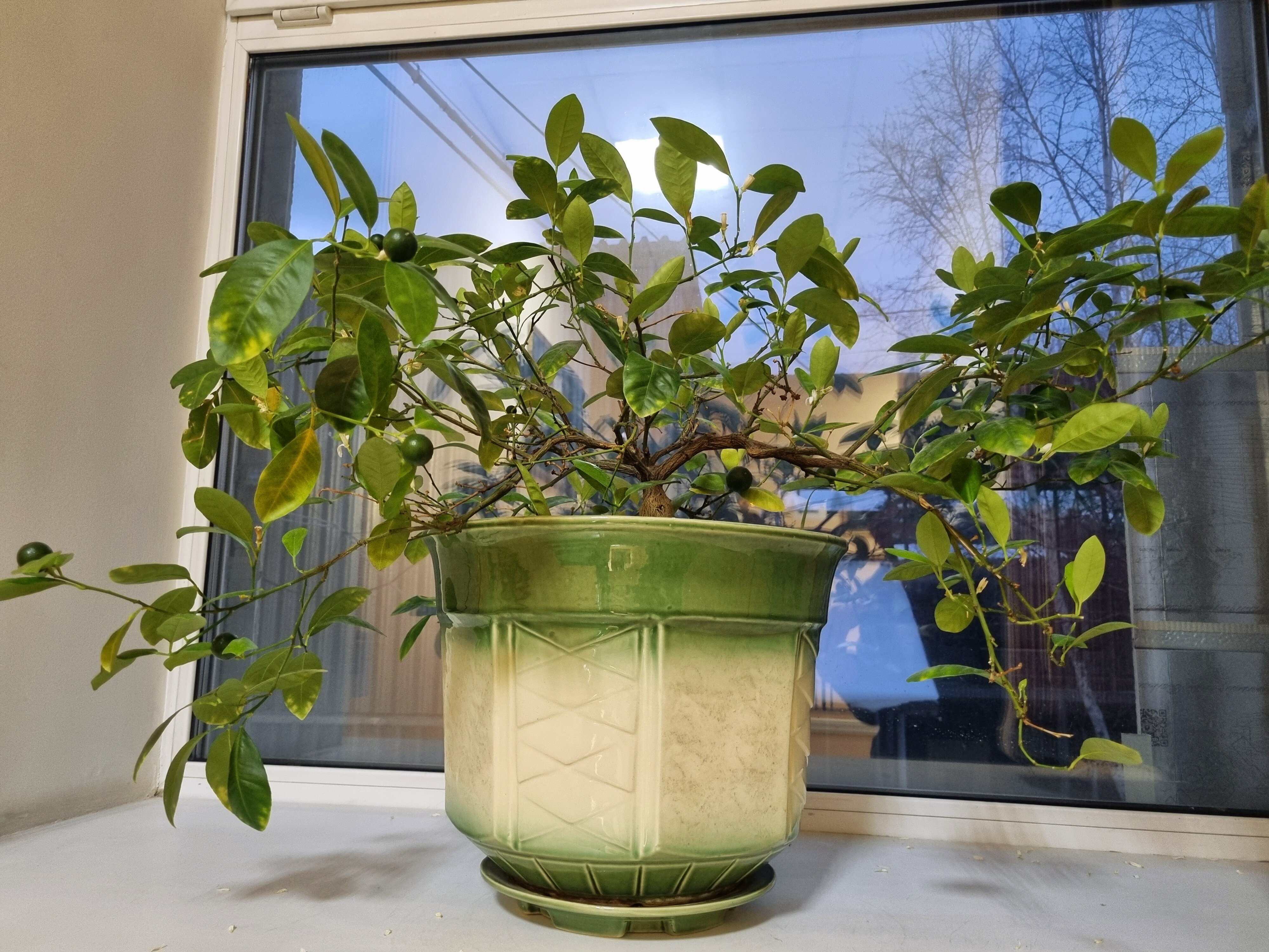 Фото Сафари