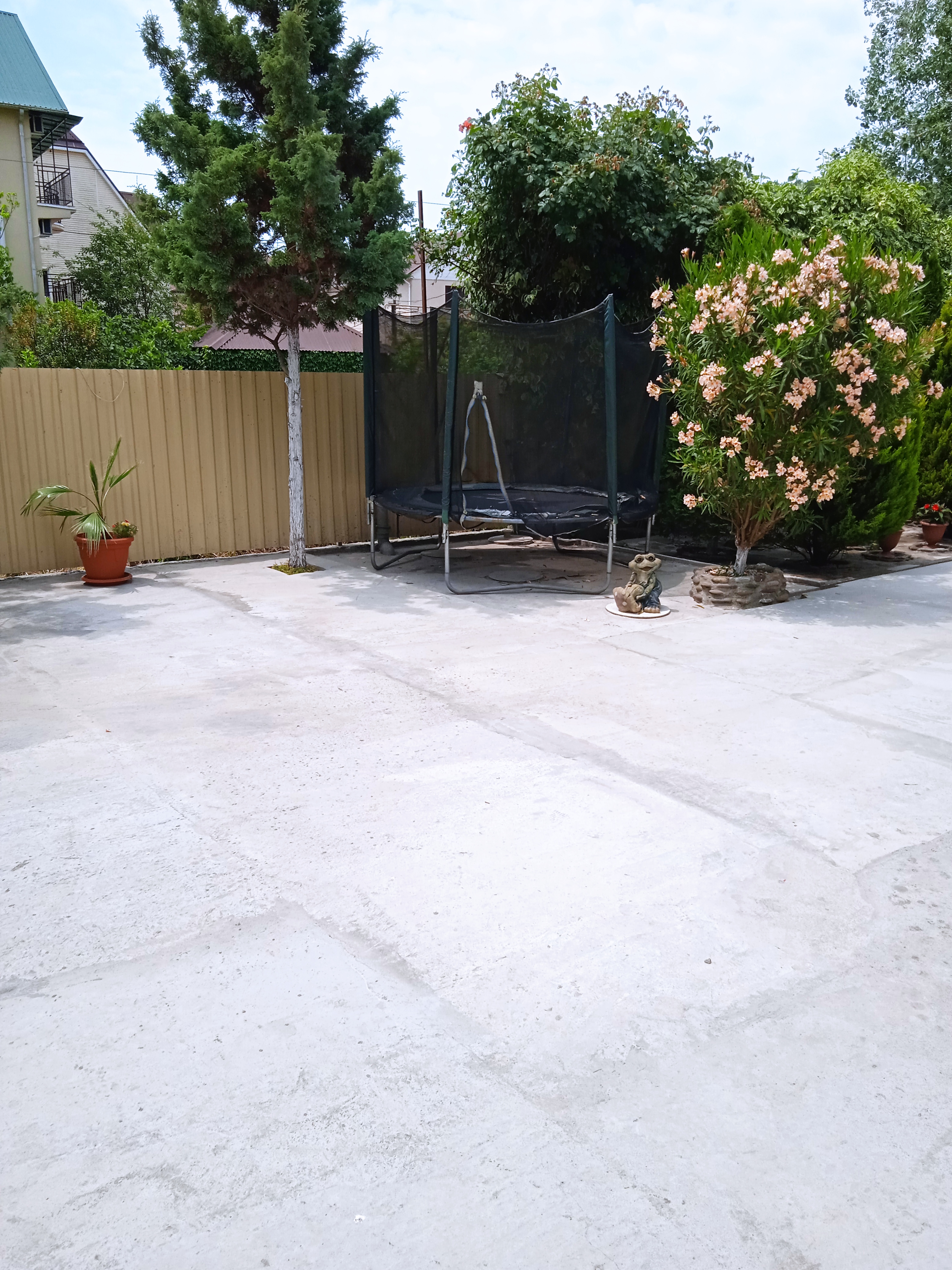 Фото Пальма