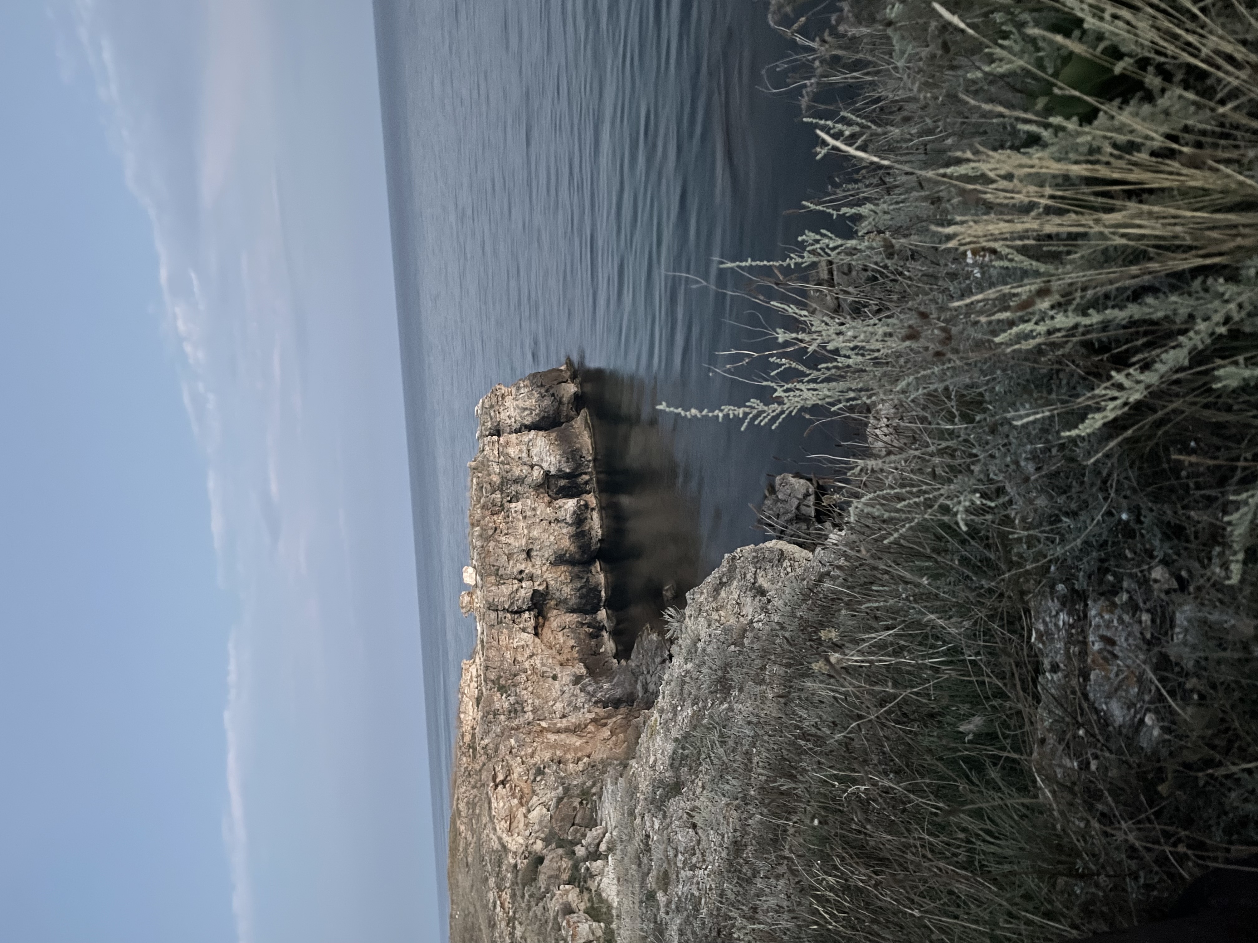 Фото Афалина