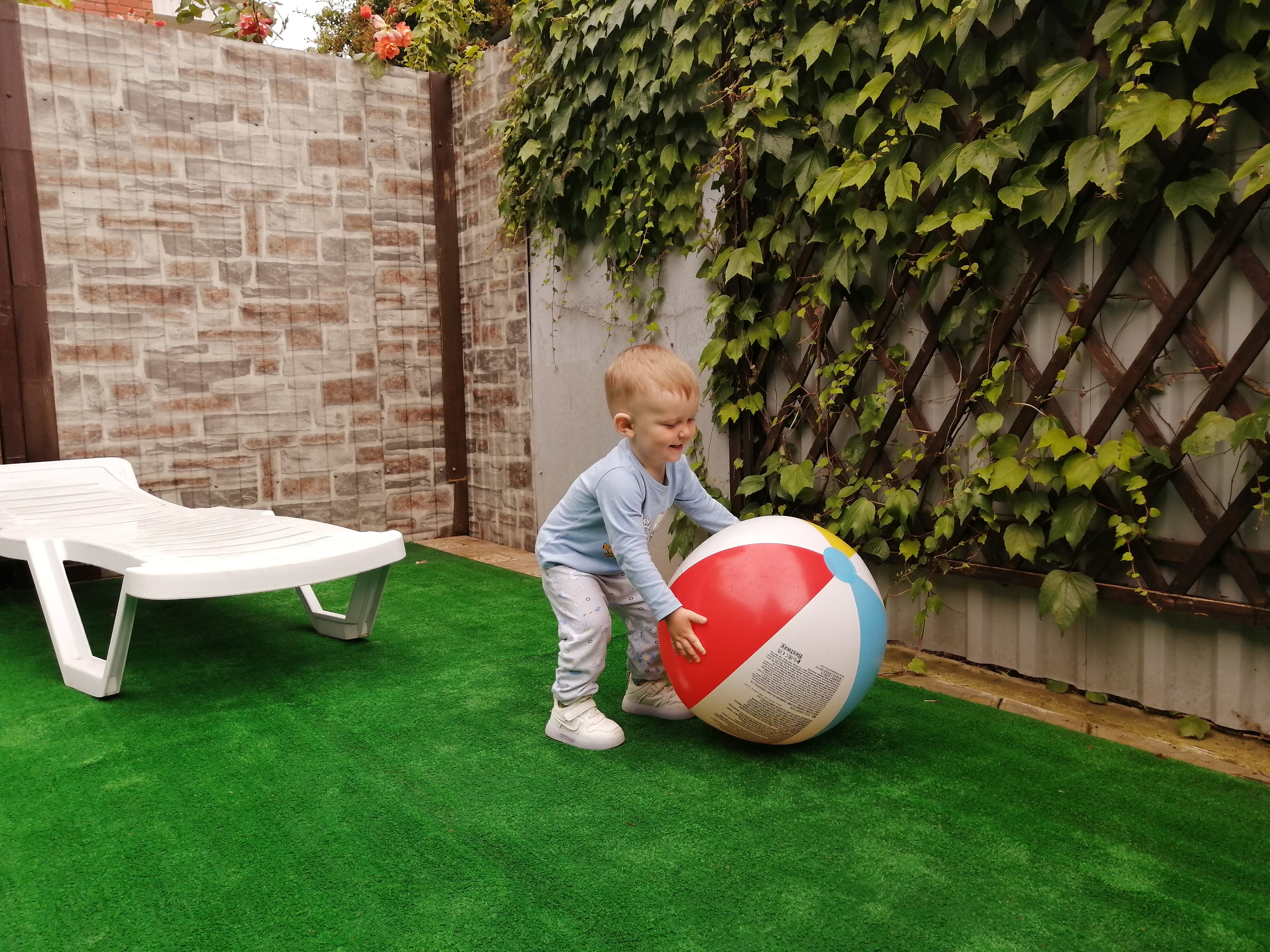 Фото Камелия