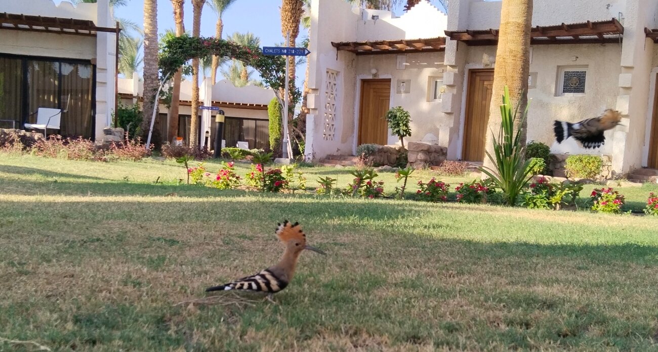 Фото Jaz Fayrouz