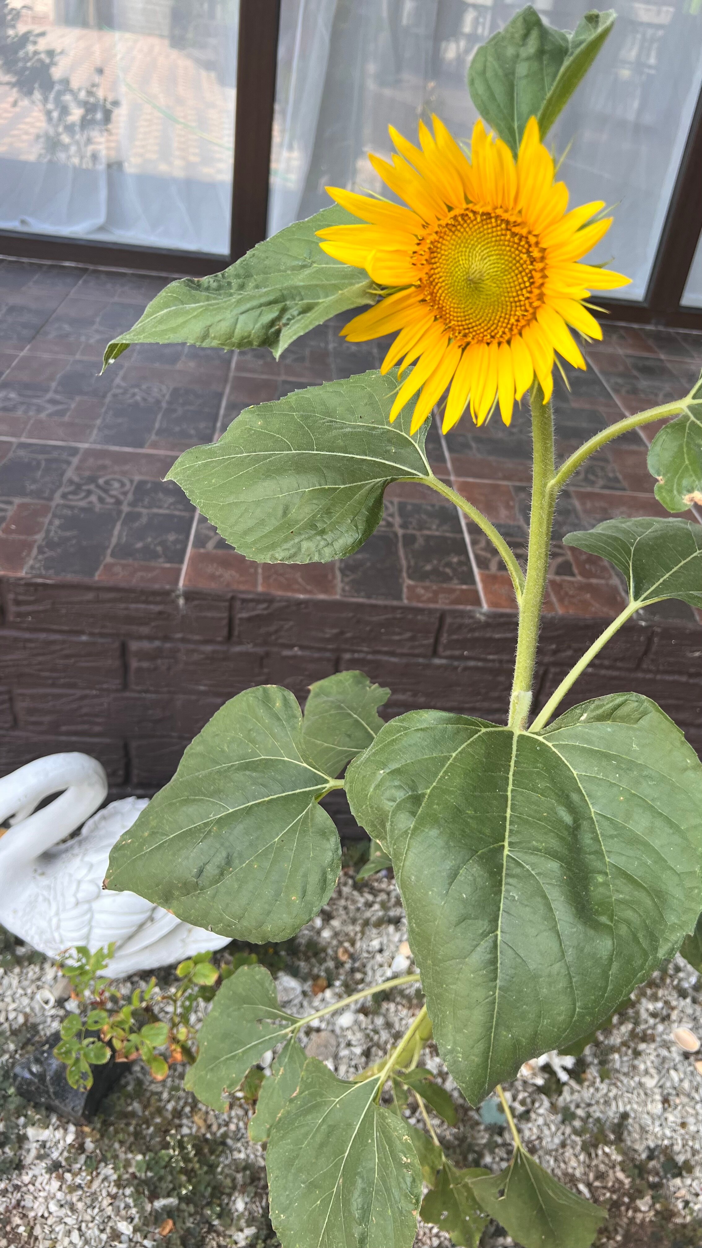 Фото VillaSunriseKerch