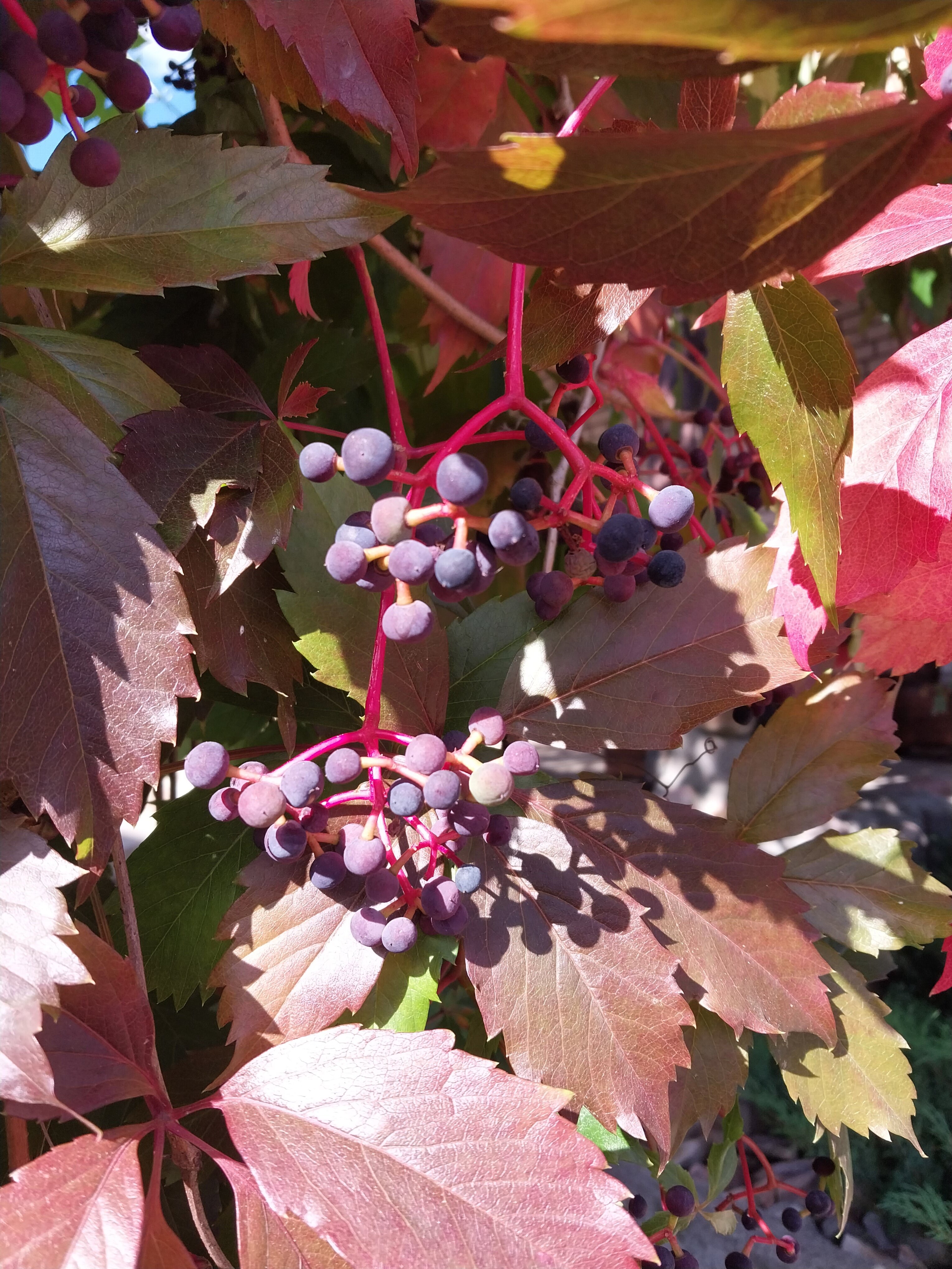 Фото Суздальское подворье с русской баней