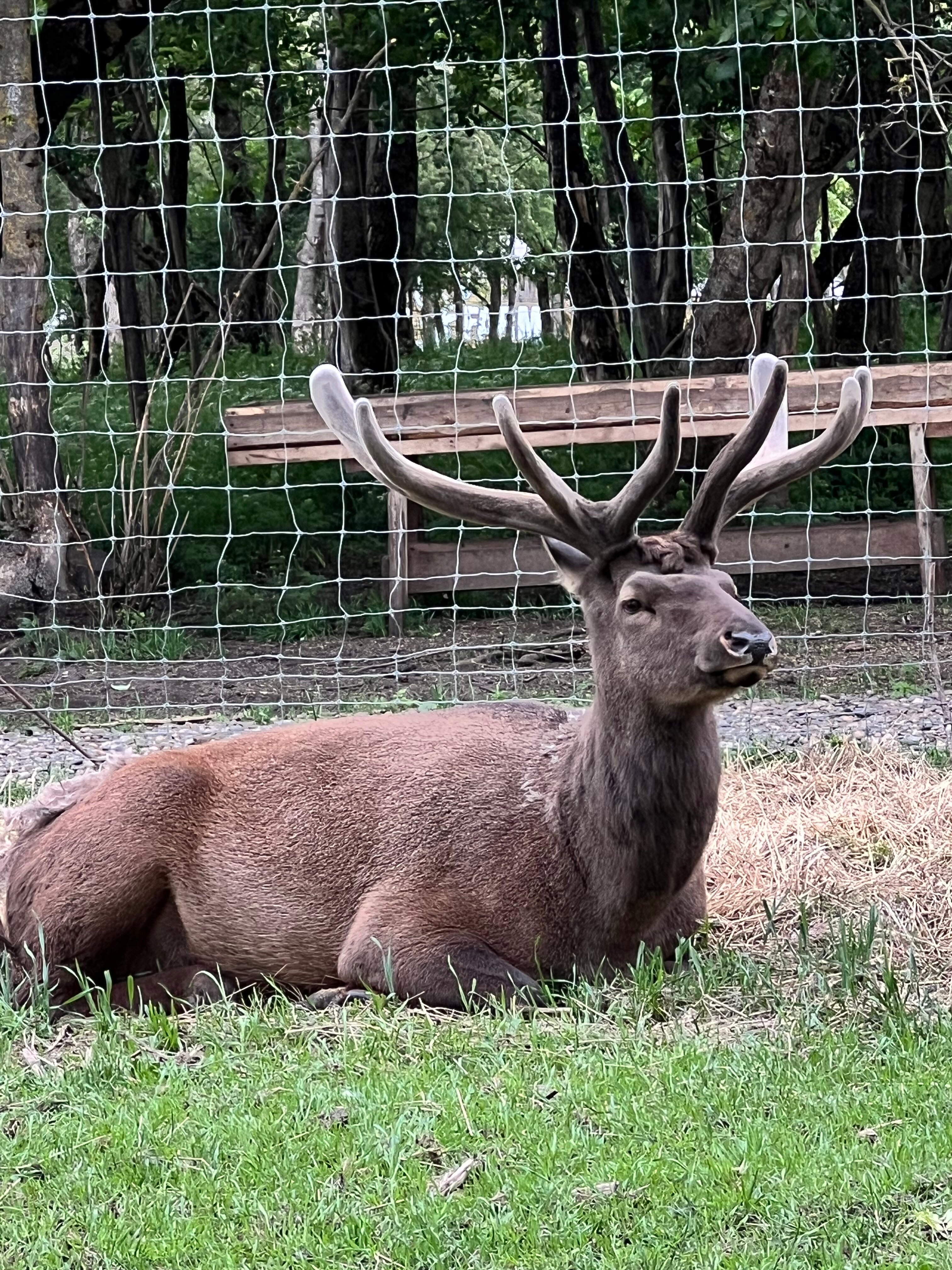 Фото Оленья ферма