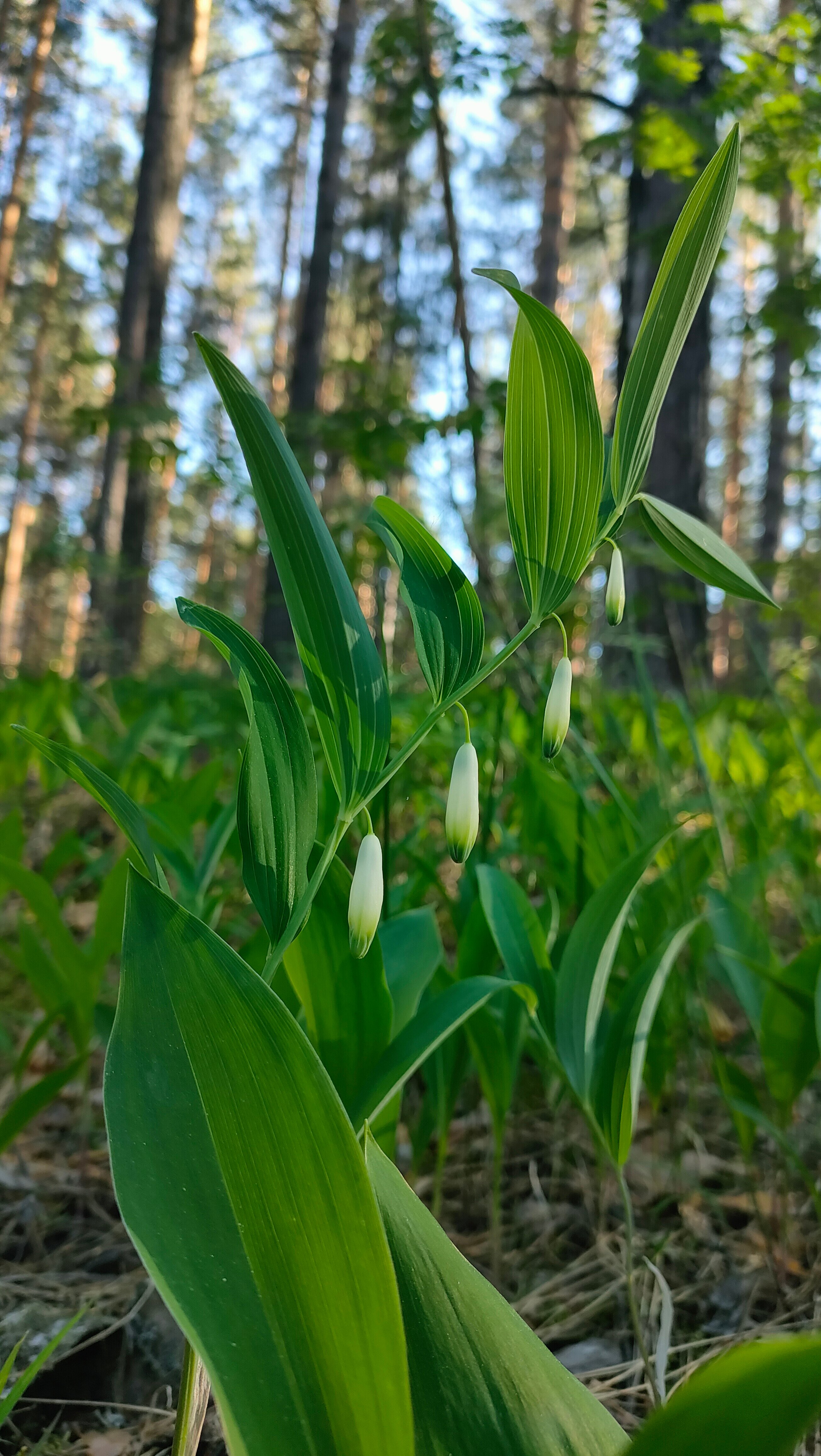 Фото Лесная дача