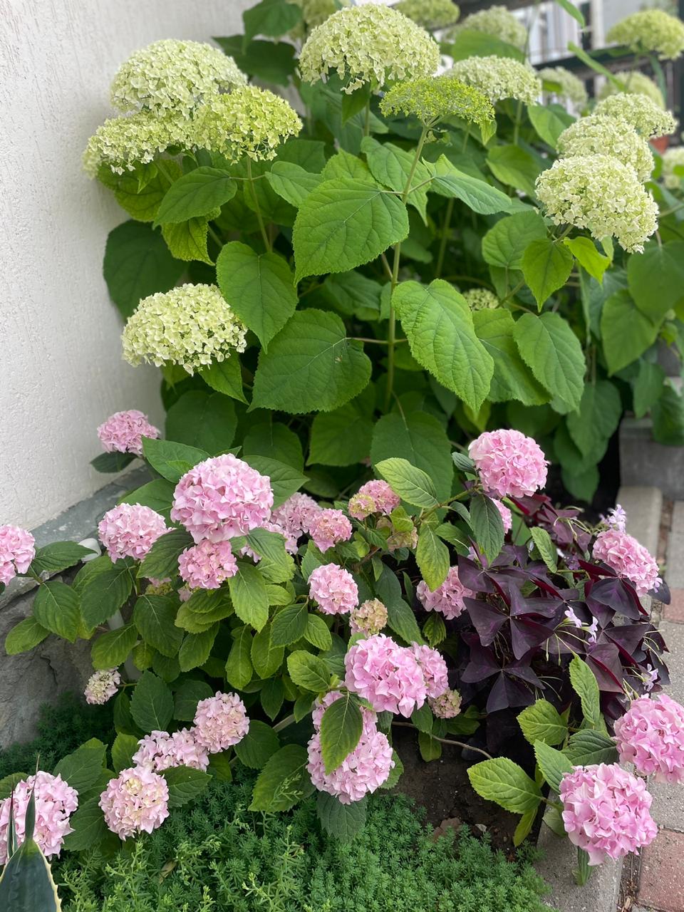 Фото Вилла Терраса