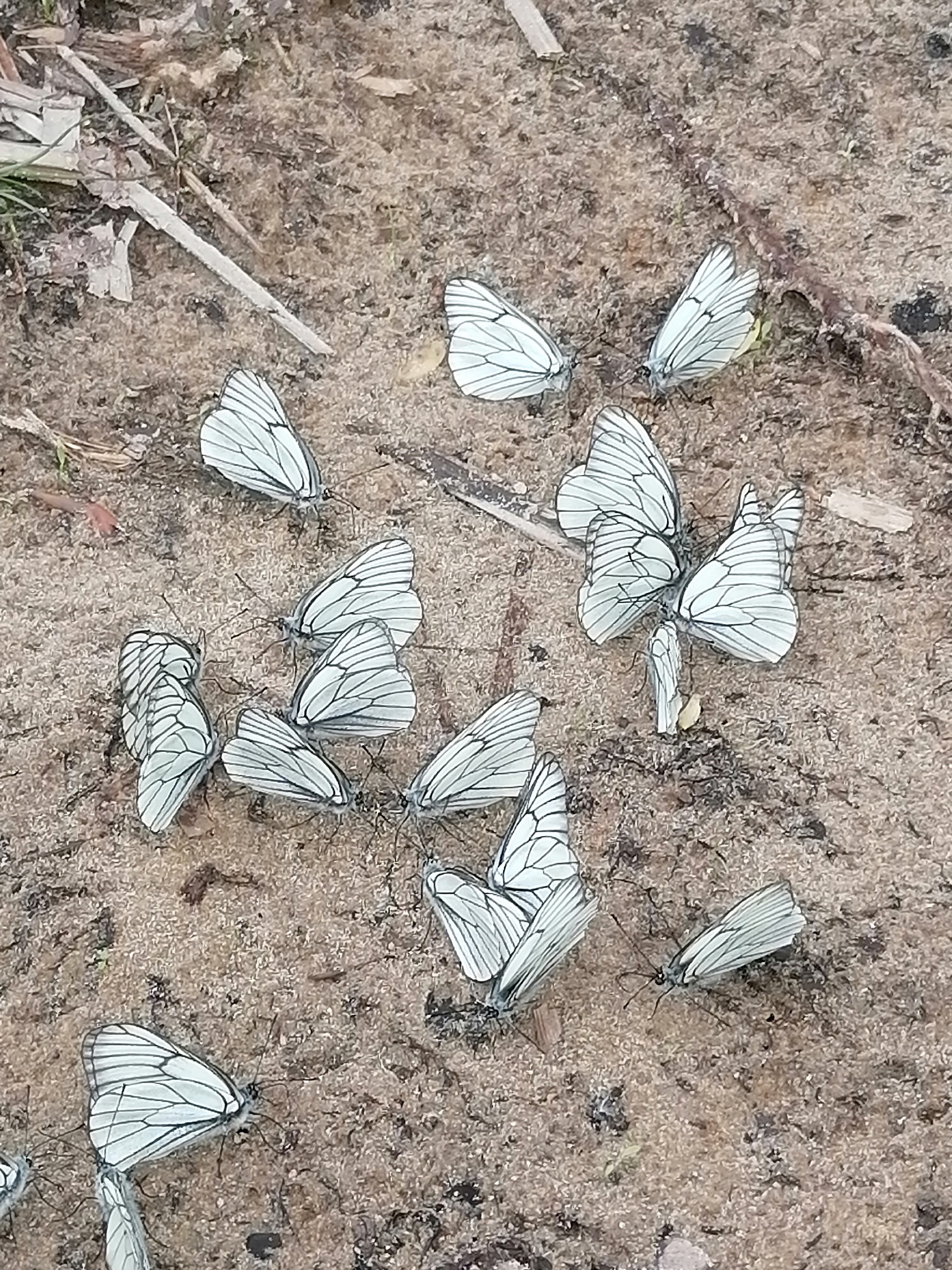 Фото Монте-Карло