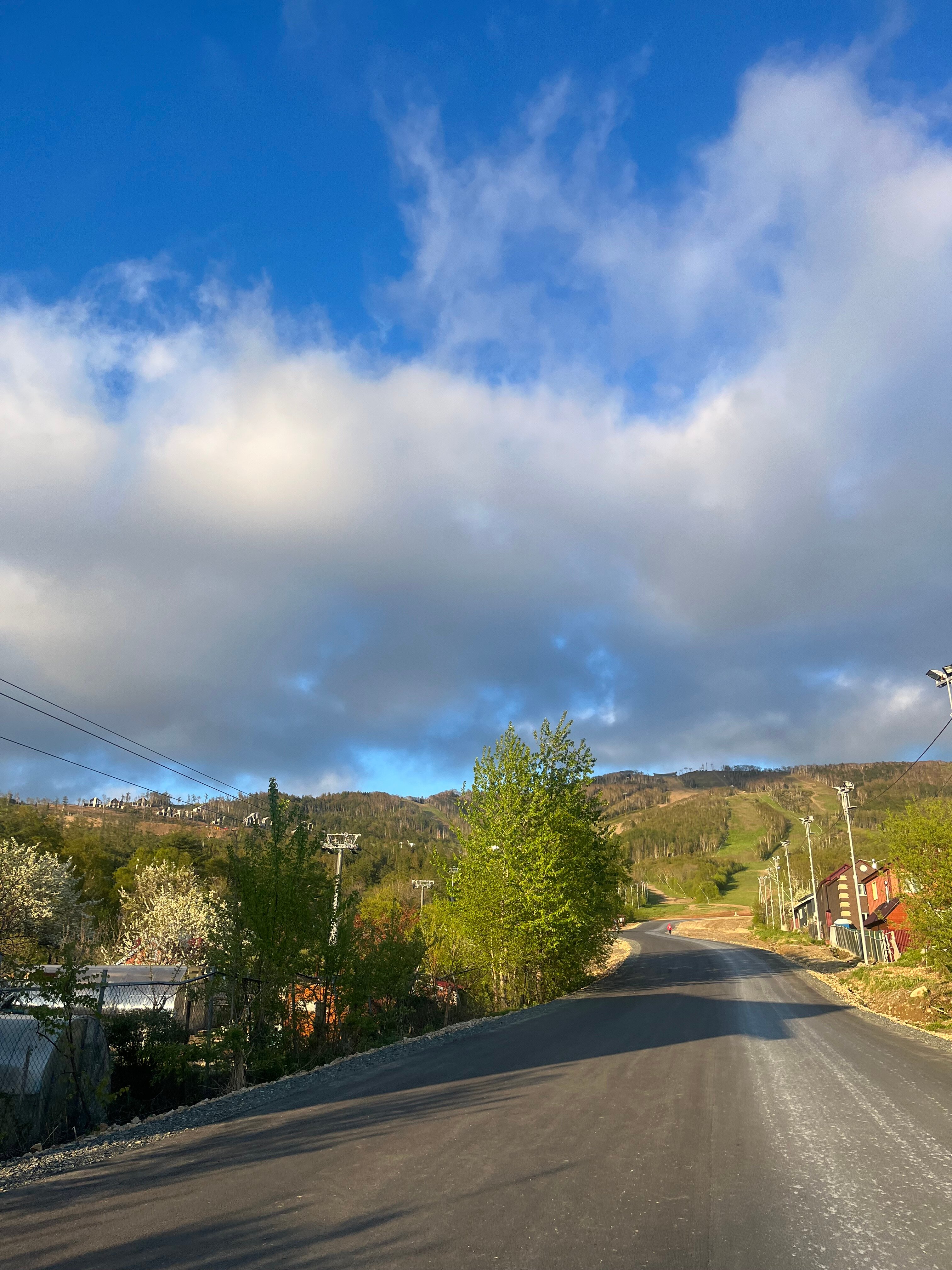 Фото Кедровый