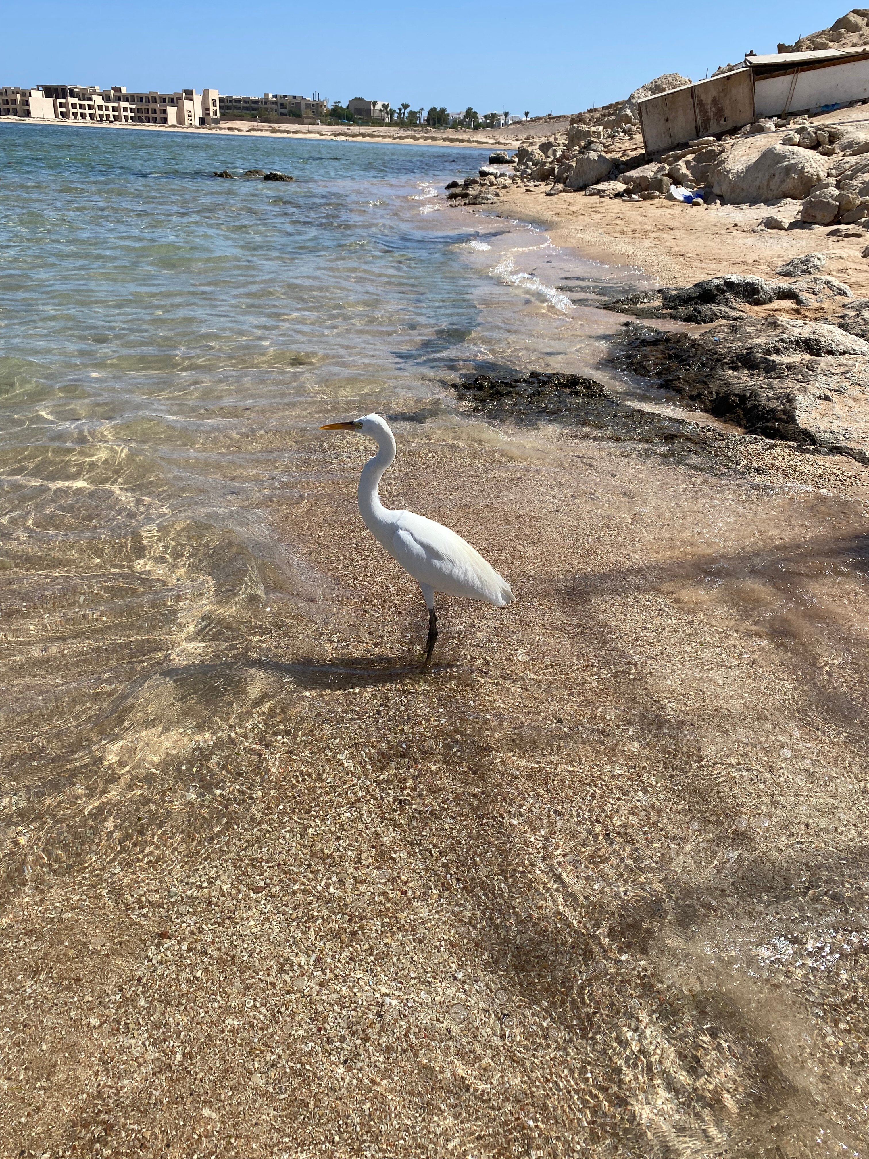 Фото Ivy Cyrene Sharm Resort