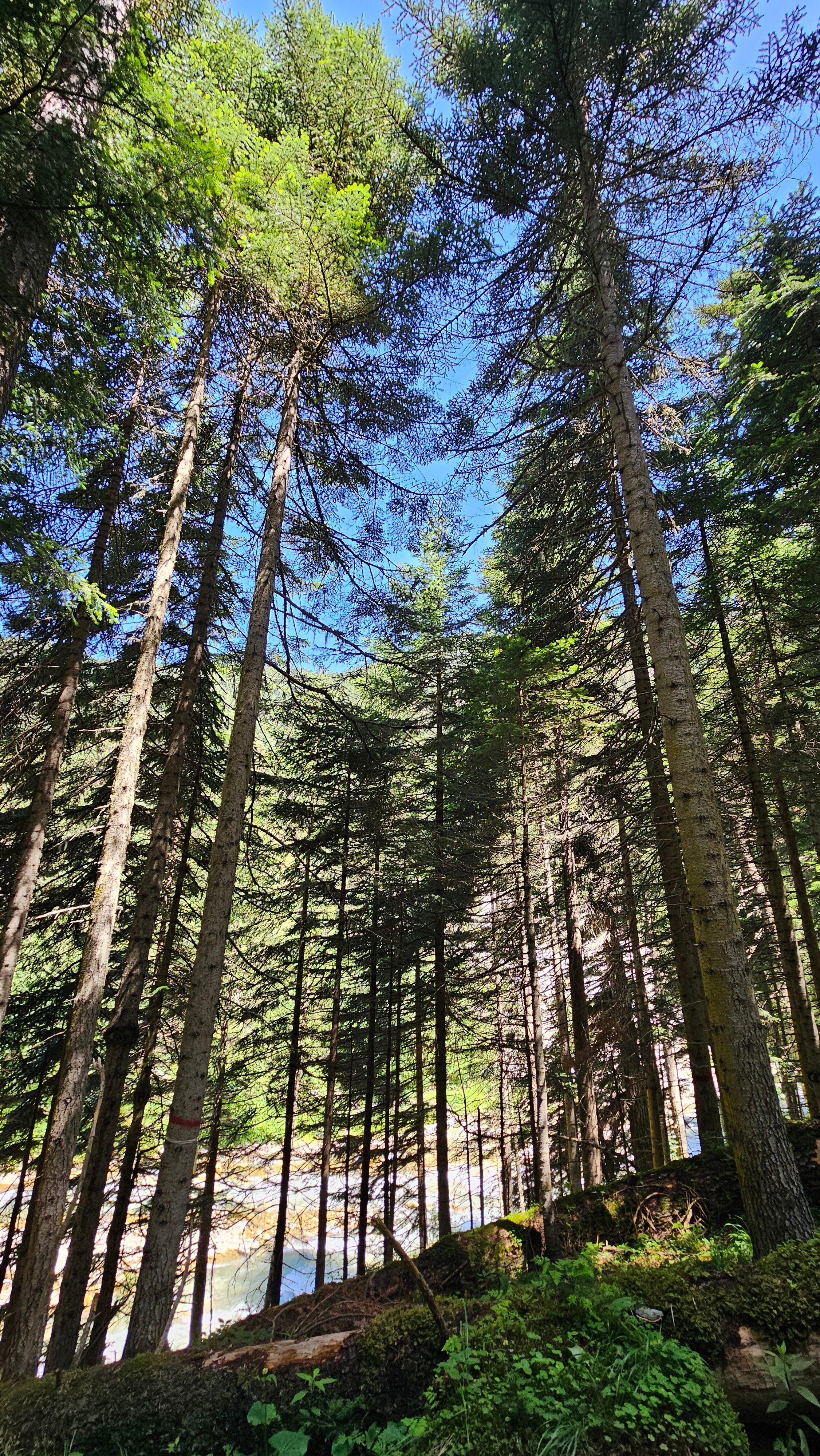Фото Шале Валландри