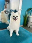 Barri (Svobodnaya ulitsa, 12Б), pet salon