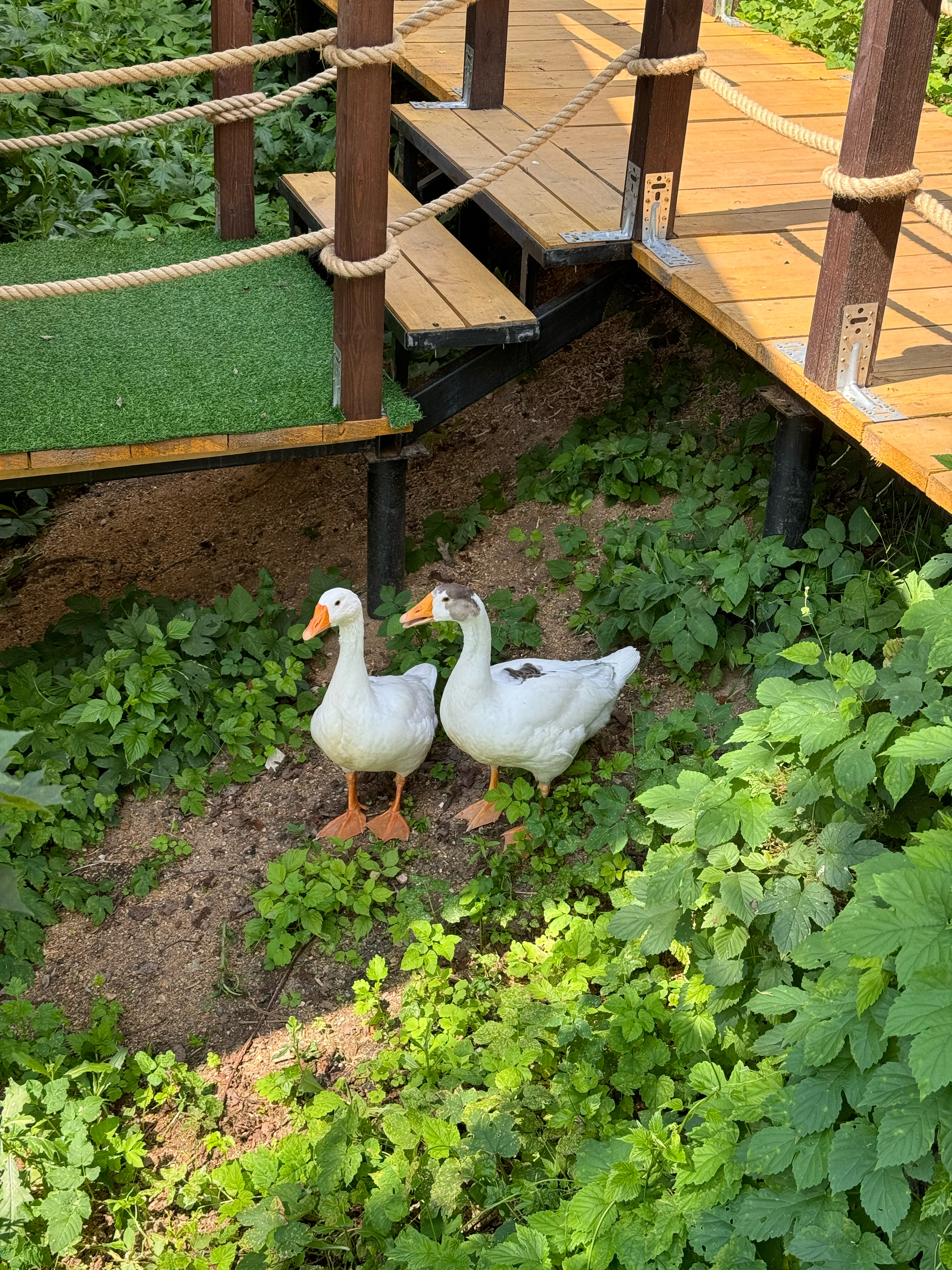 Фото Веселые гуси