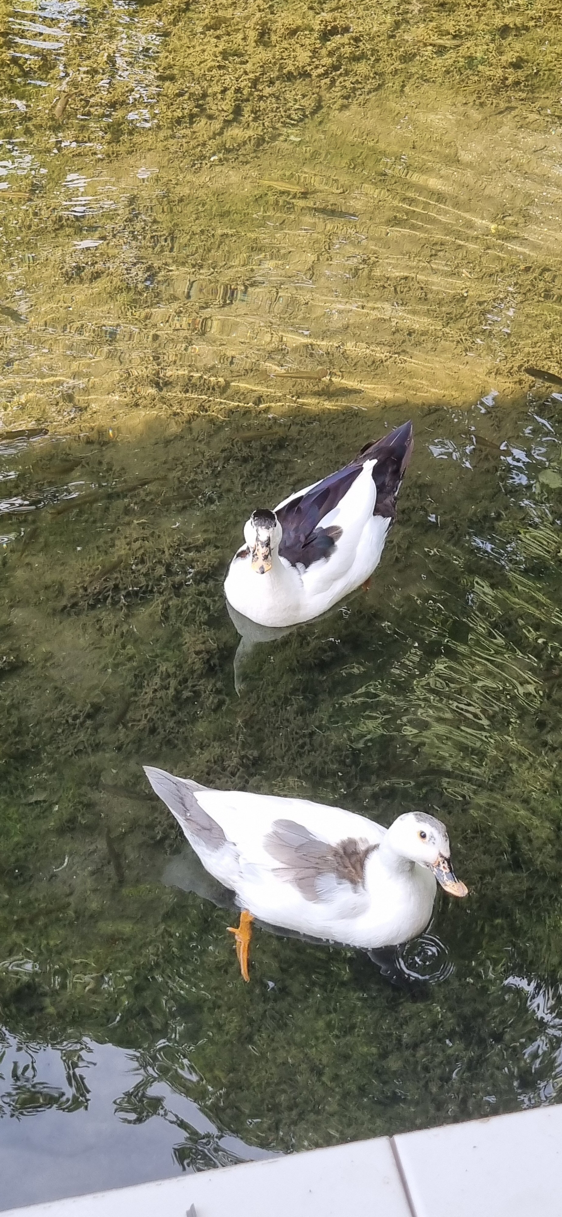 Фото Новый Замок