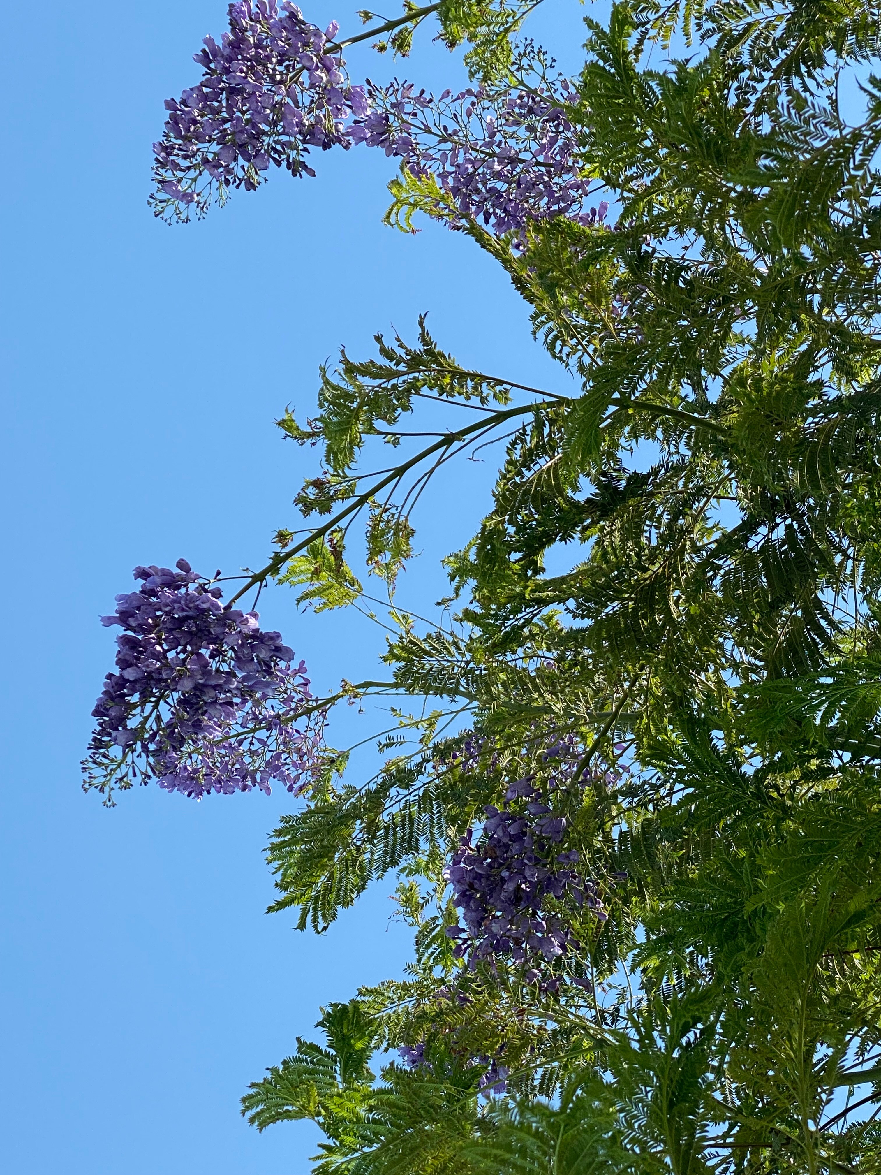 Фото Titanic Royal