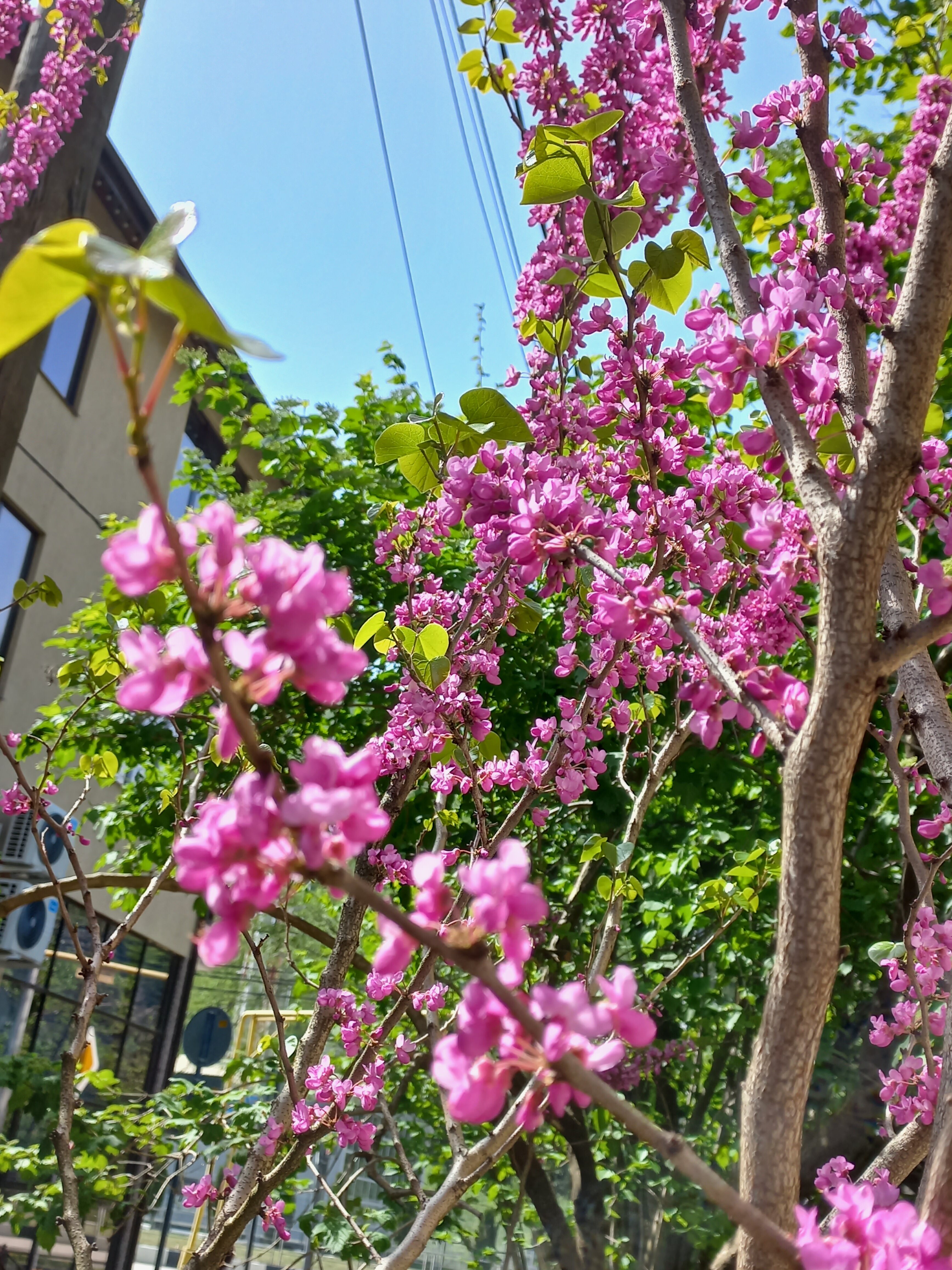 Фото Грейстоун