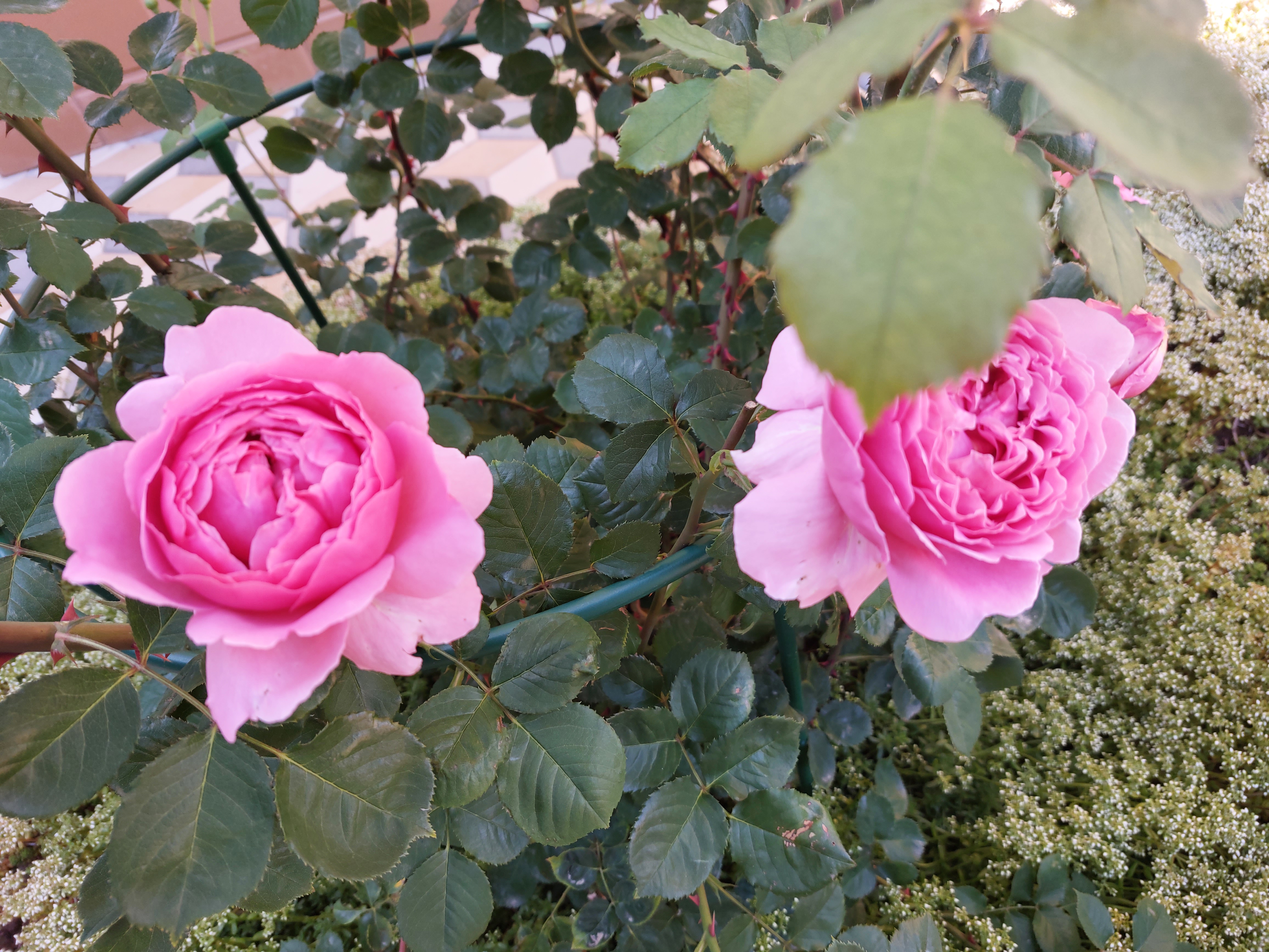 Фото Аквилон