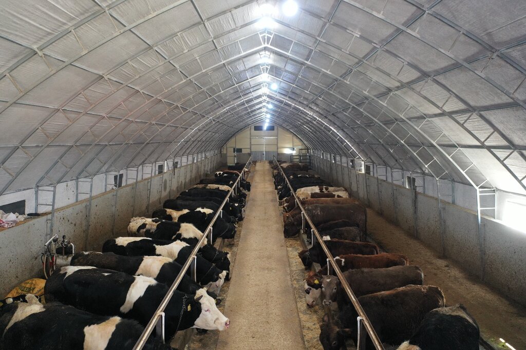 Egg and poultry meat Türkmen Home, Eskisehir, photo