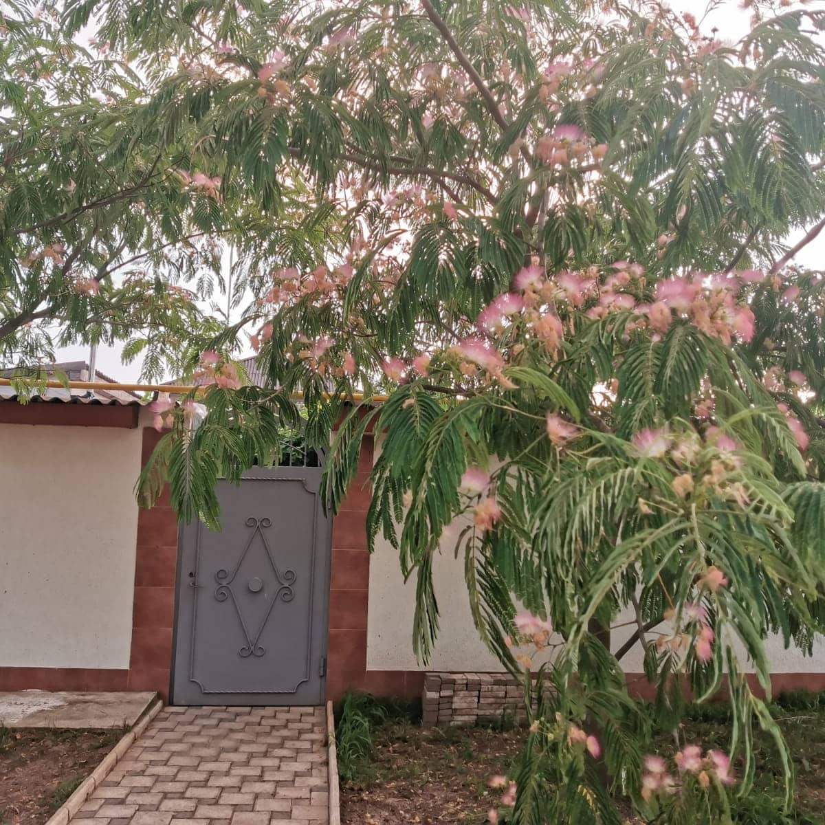 Фото Лонисера