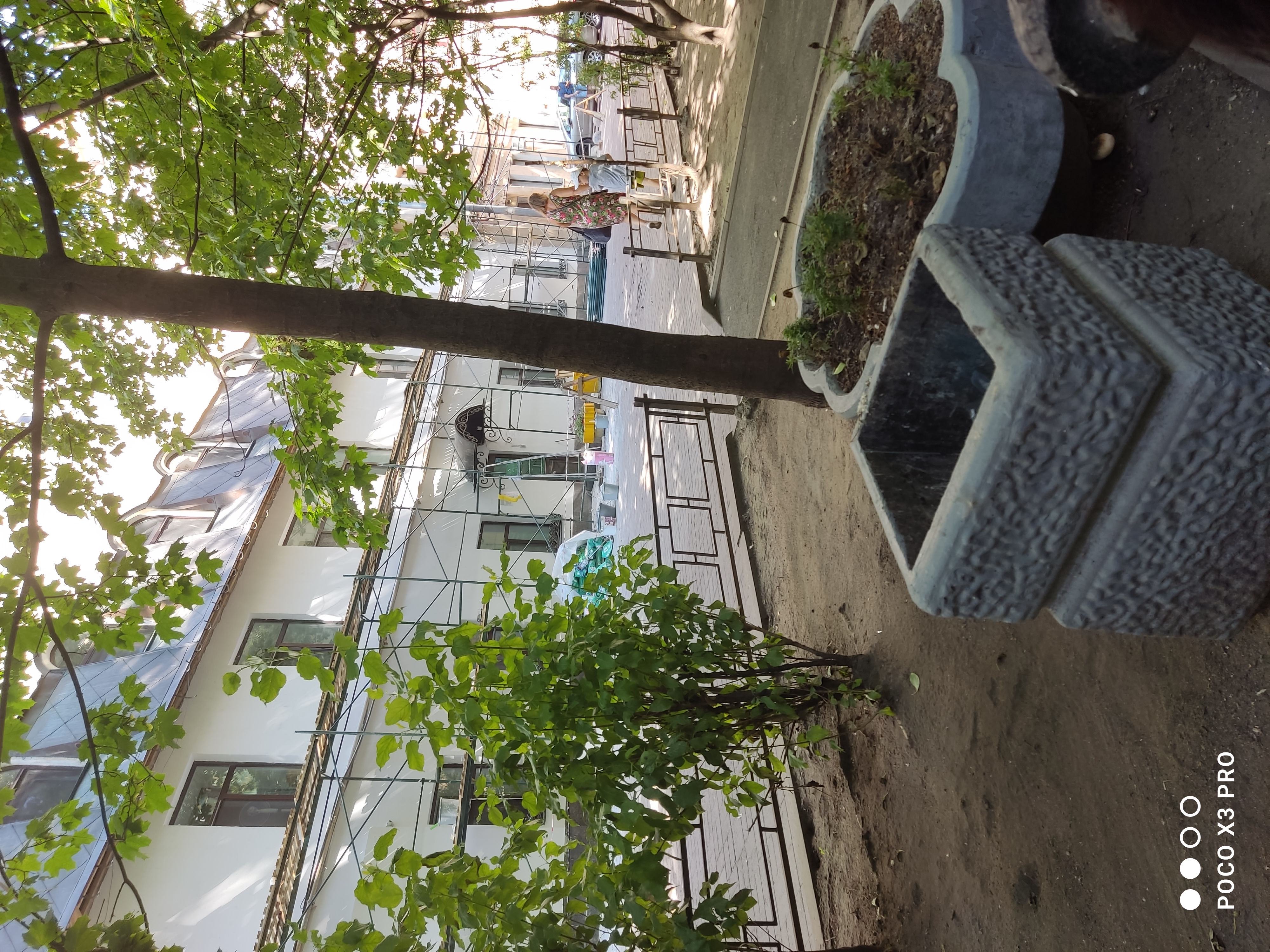 Фото Simple Эдельвейс