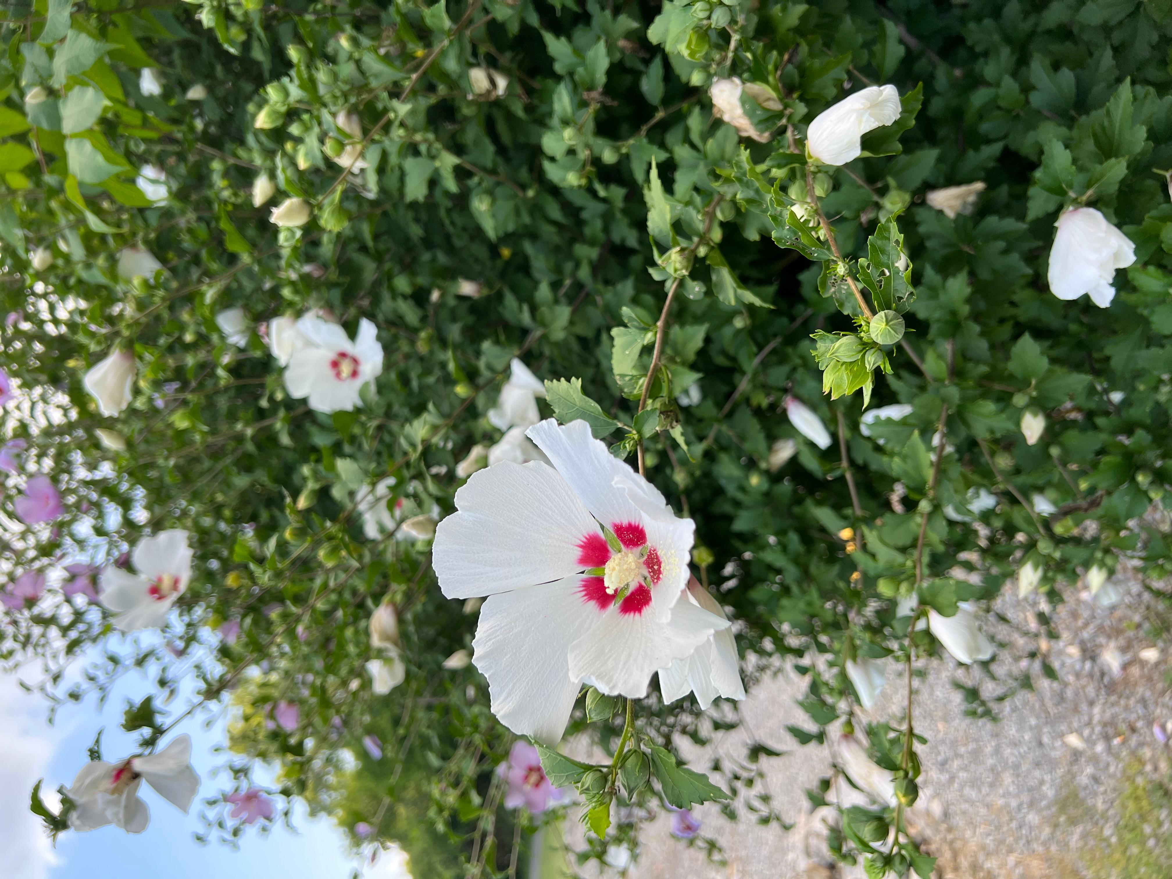 Фото Shawnee Trails Lodging and Suites