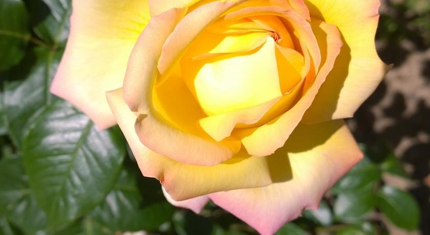 Фото Weinhotel Rose