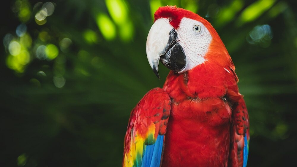 Фото InterContinental Presidente Cancun Resort, an Ihg Hotel