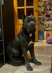 GroomValtaco (Pionerstroya Street, 4), pet salon