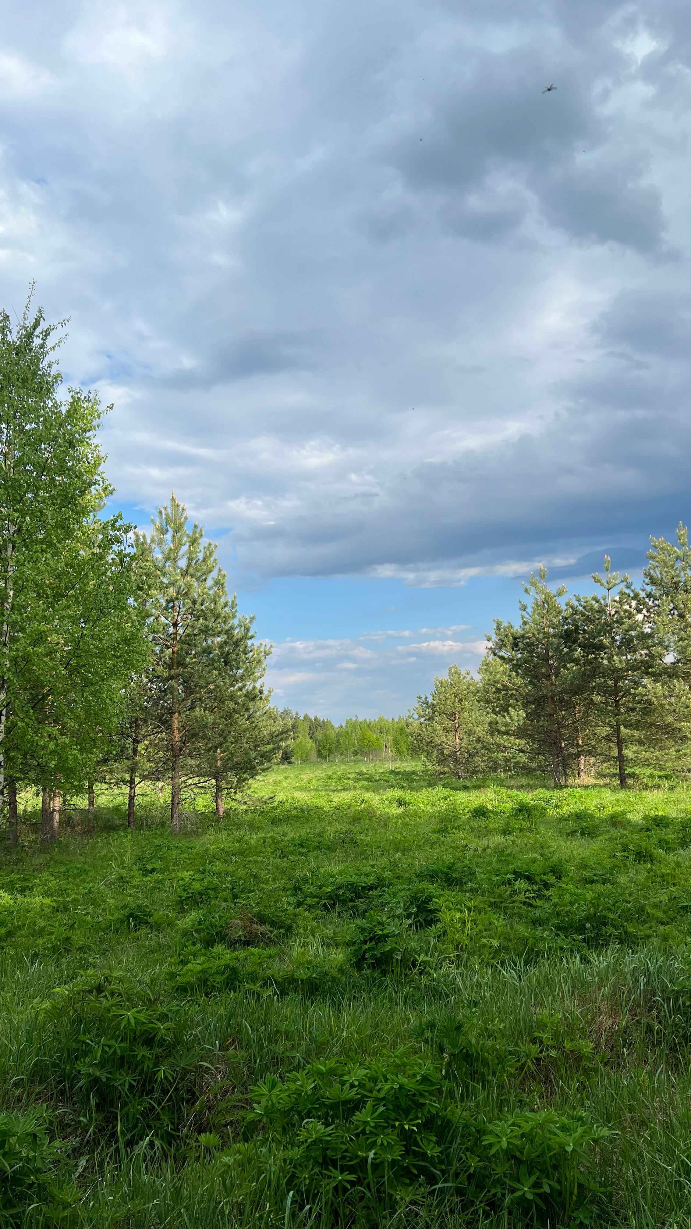 Фото Skazka в лесу