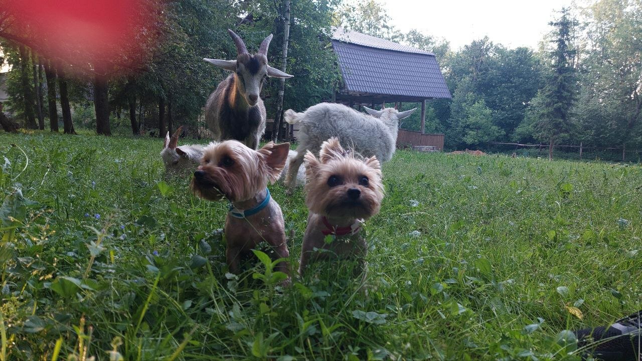 Фото ЭтноуСАДьба ЗдРАвоМыслящих