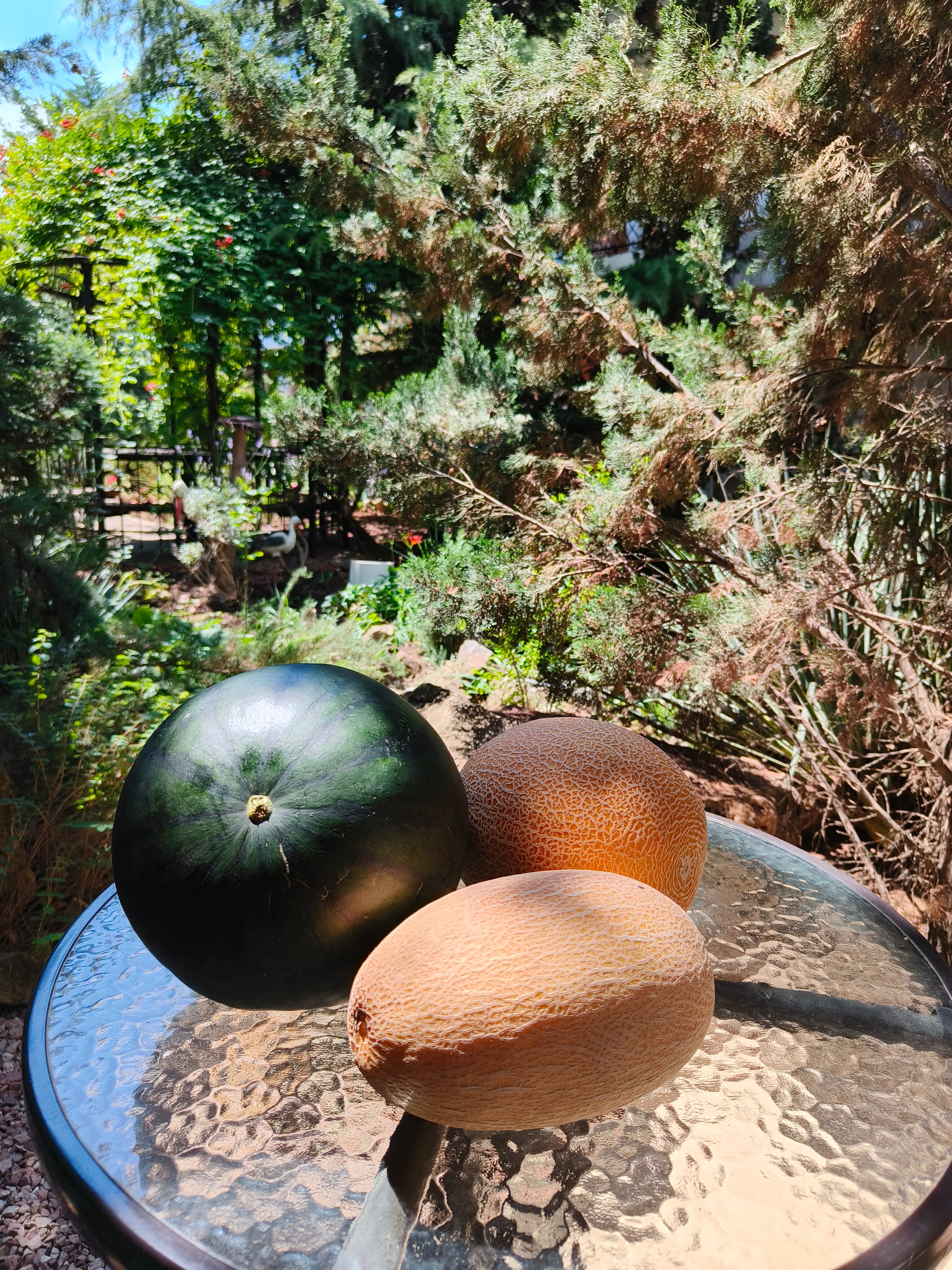 Фото Муравейник