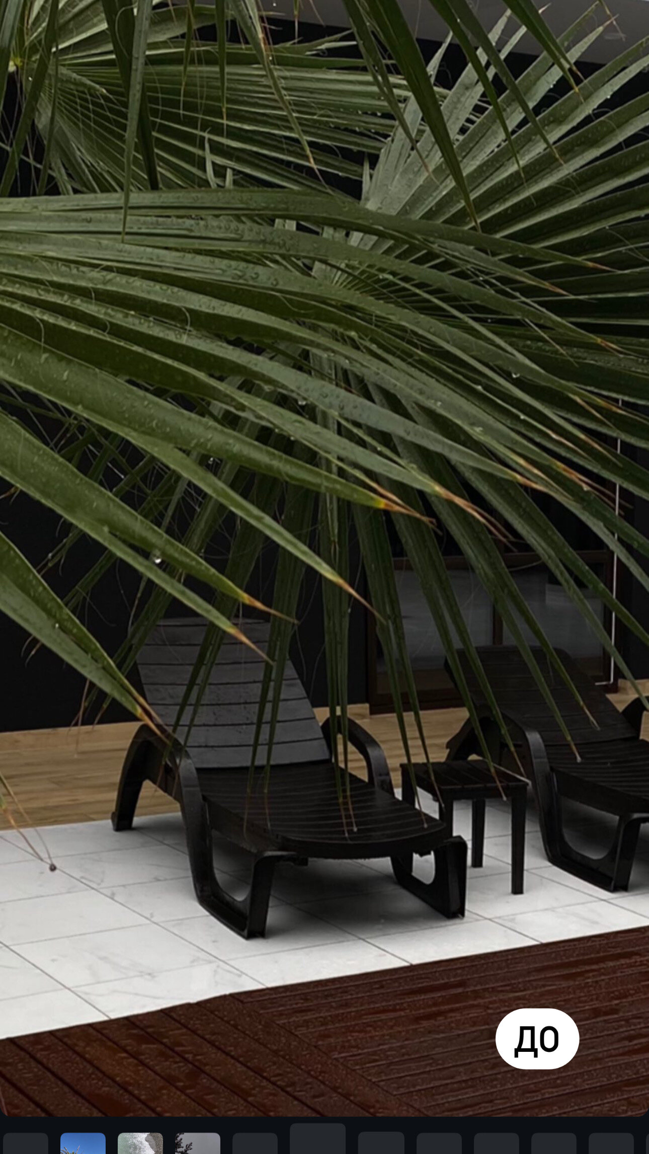 Фото SubTropical