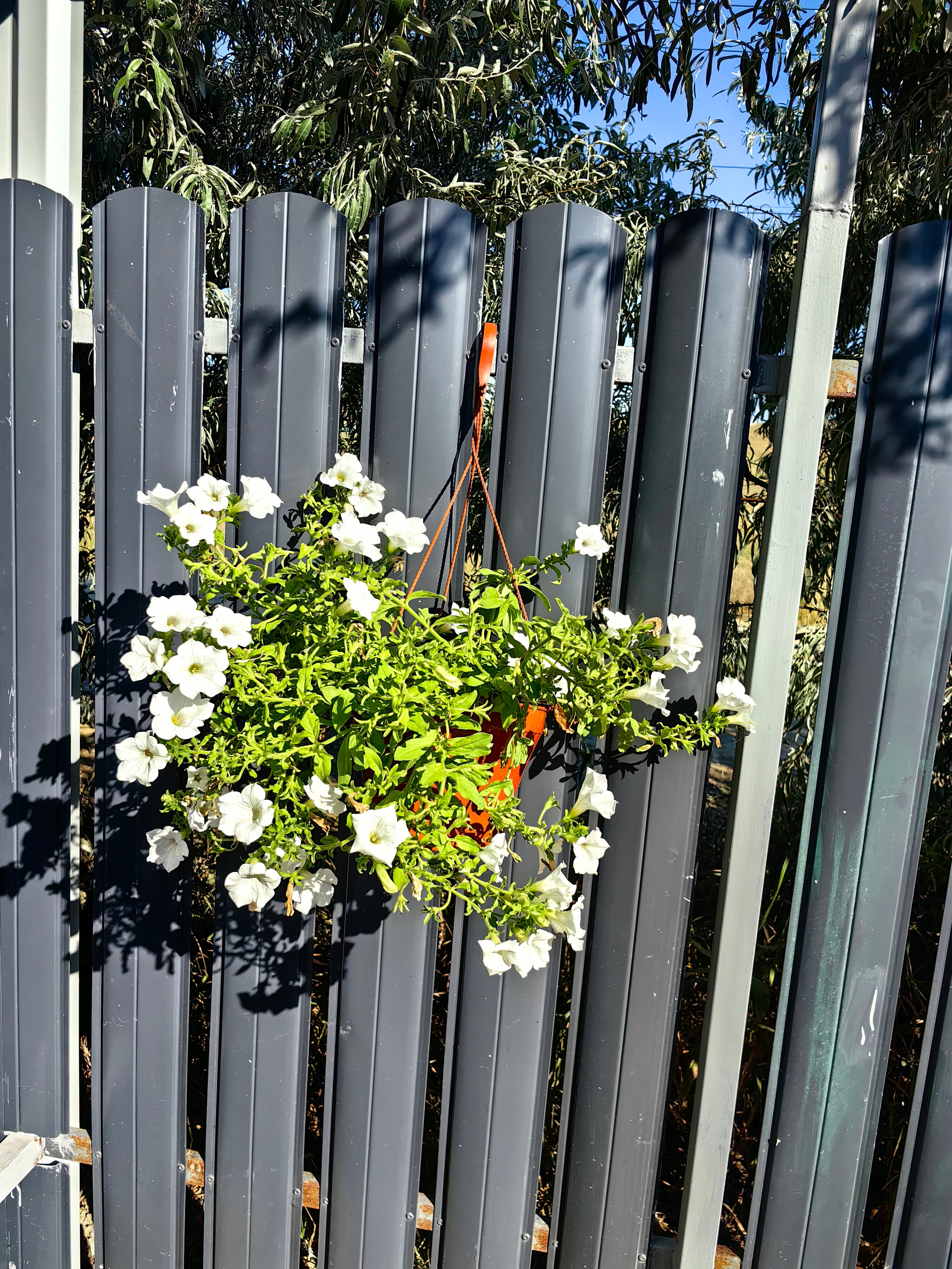 Фото Тай Вес