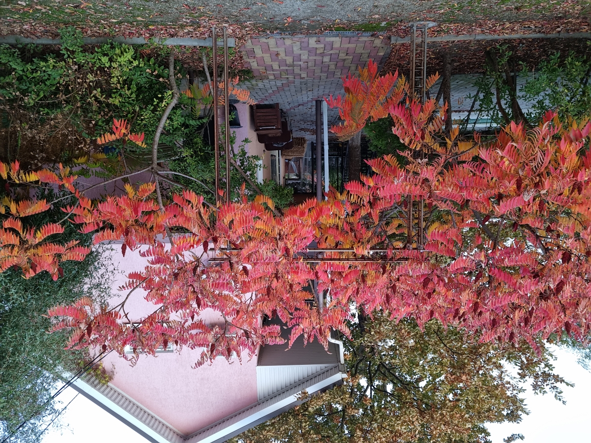 Фото Курочка Ряба