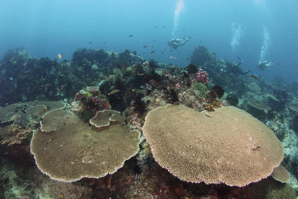 Фото Bigfin Beach Resort