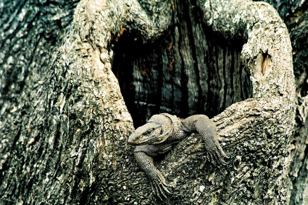 Фото Big Game Yala by Eco Team