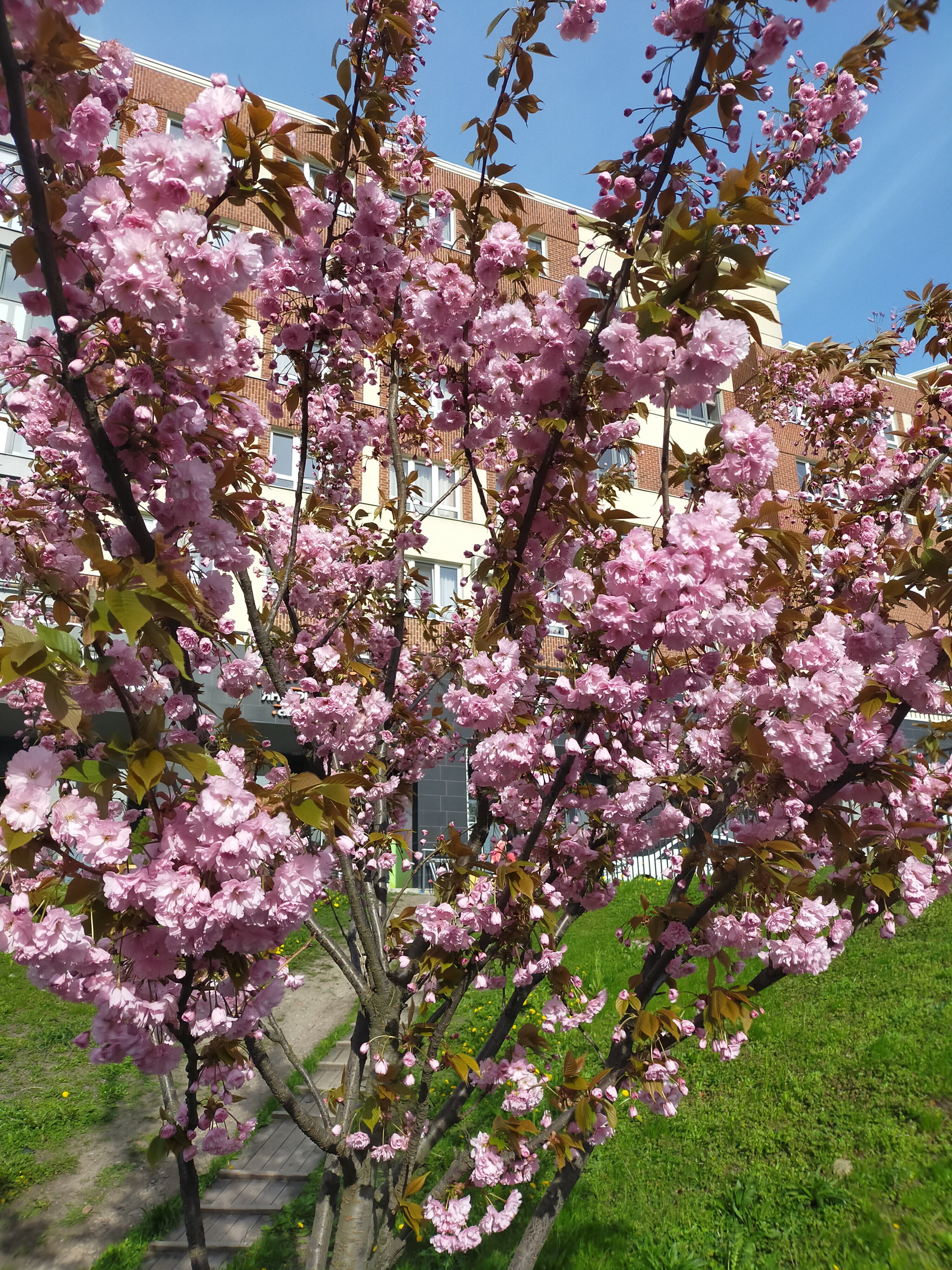 Фото Амбер-Сакрум