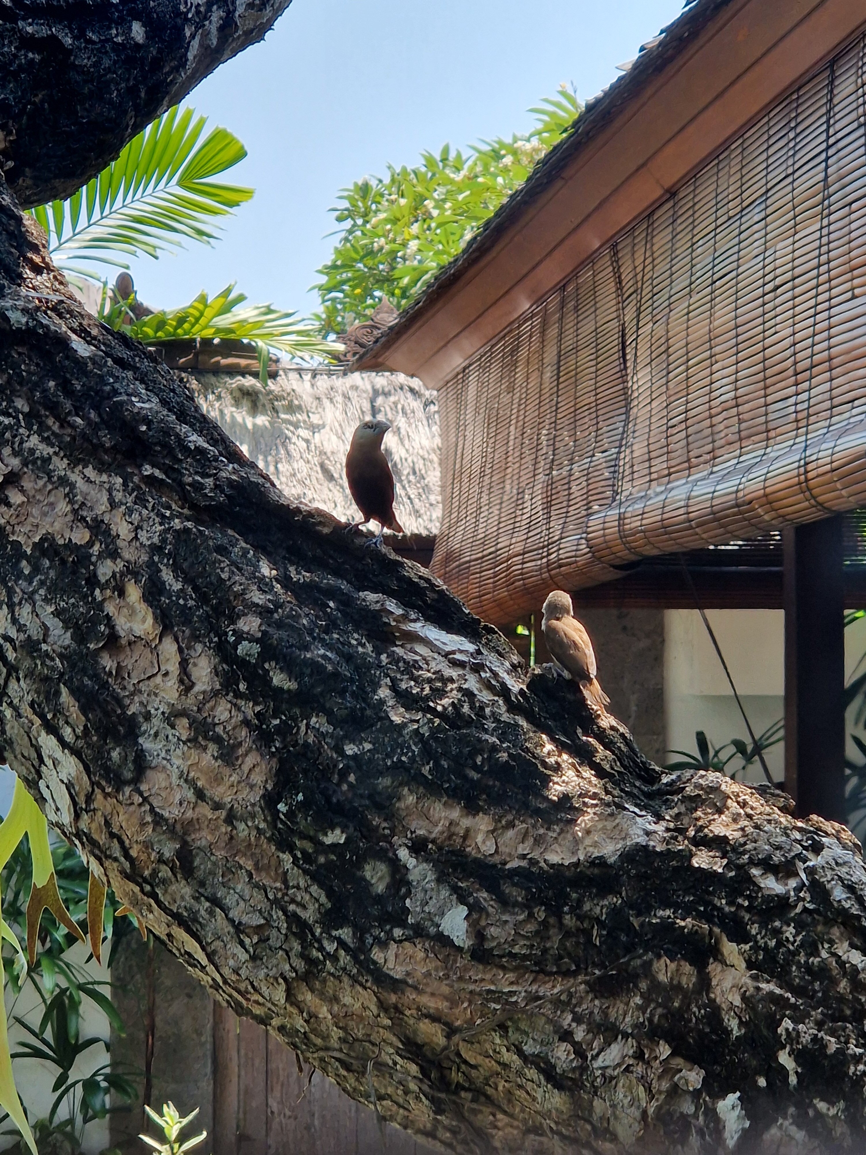 Фото Ellora Villas