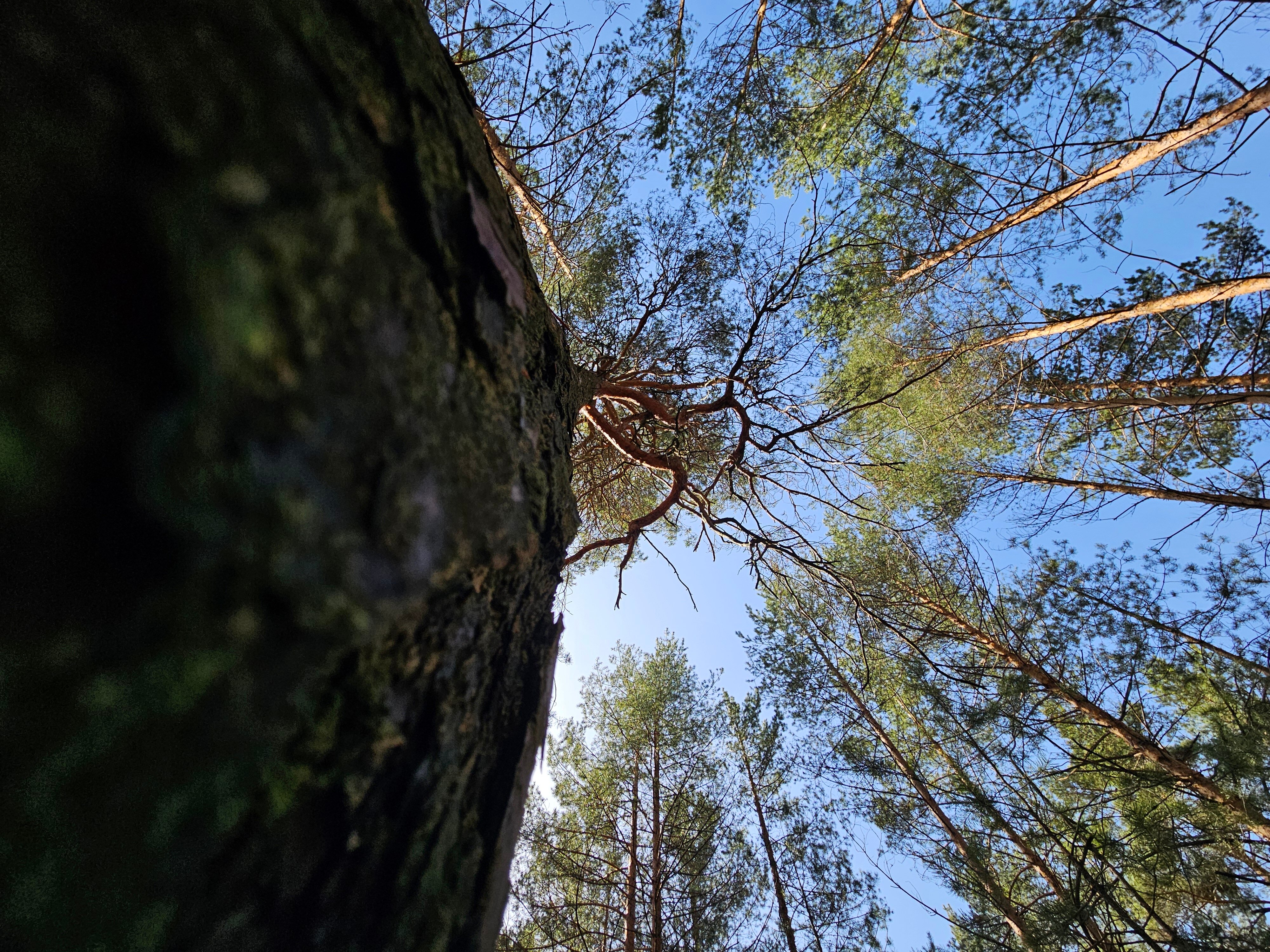 Фото Большая медведица