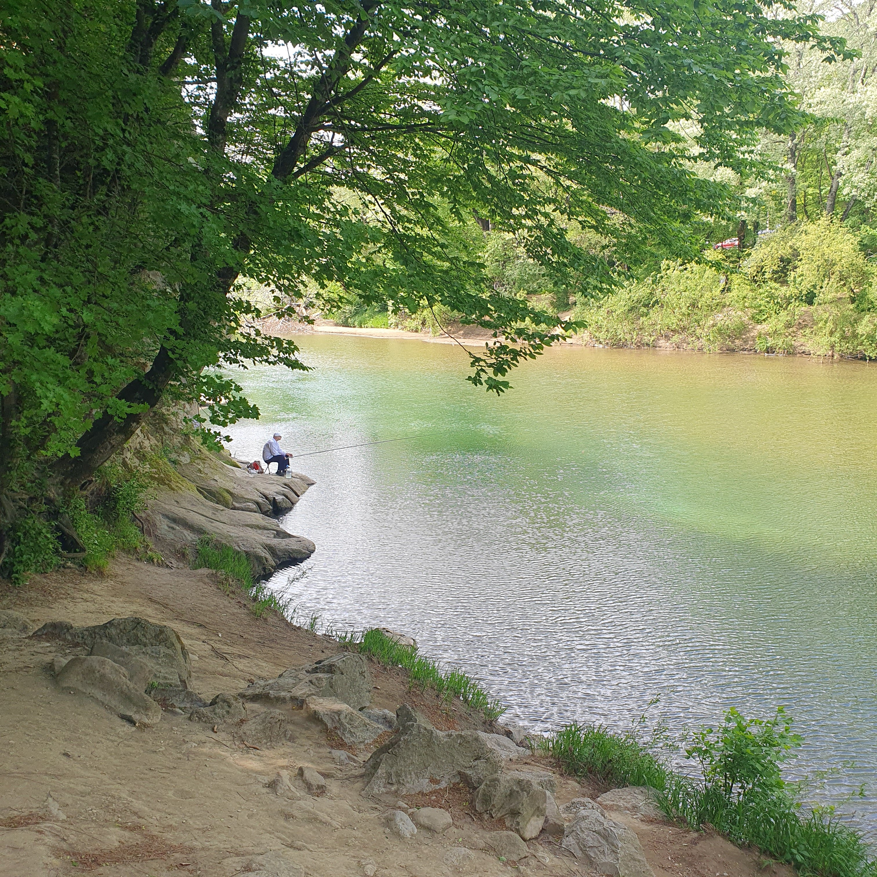 Фото Берёзка