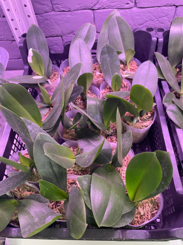 Елена Жижко