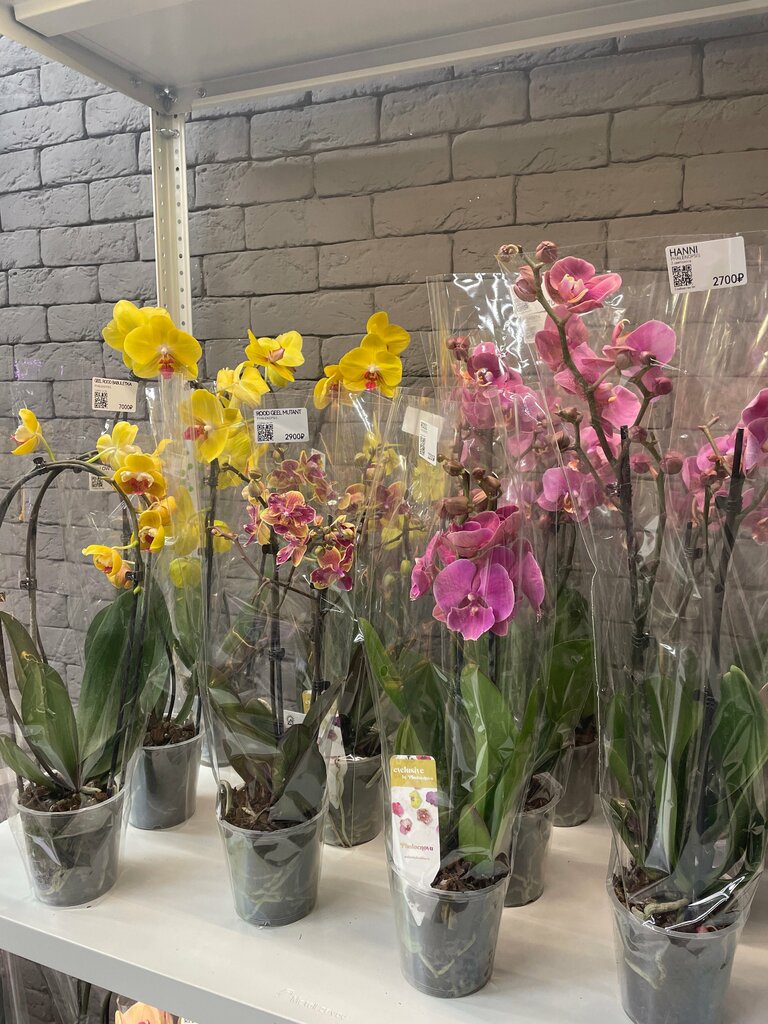 Елена Жижко