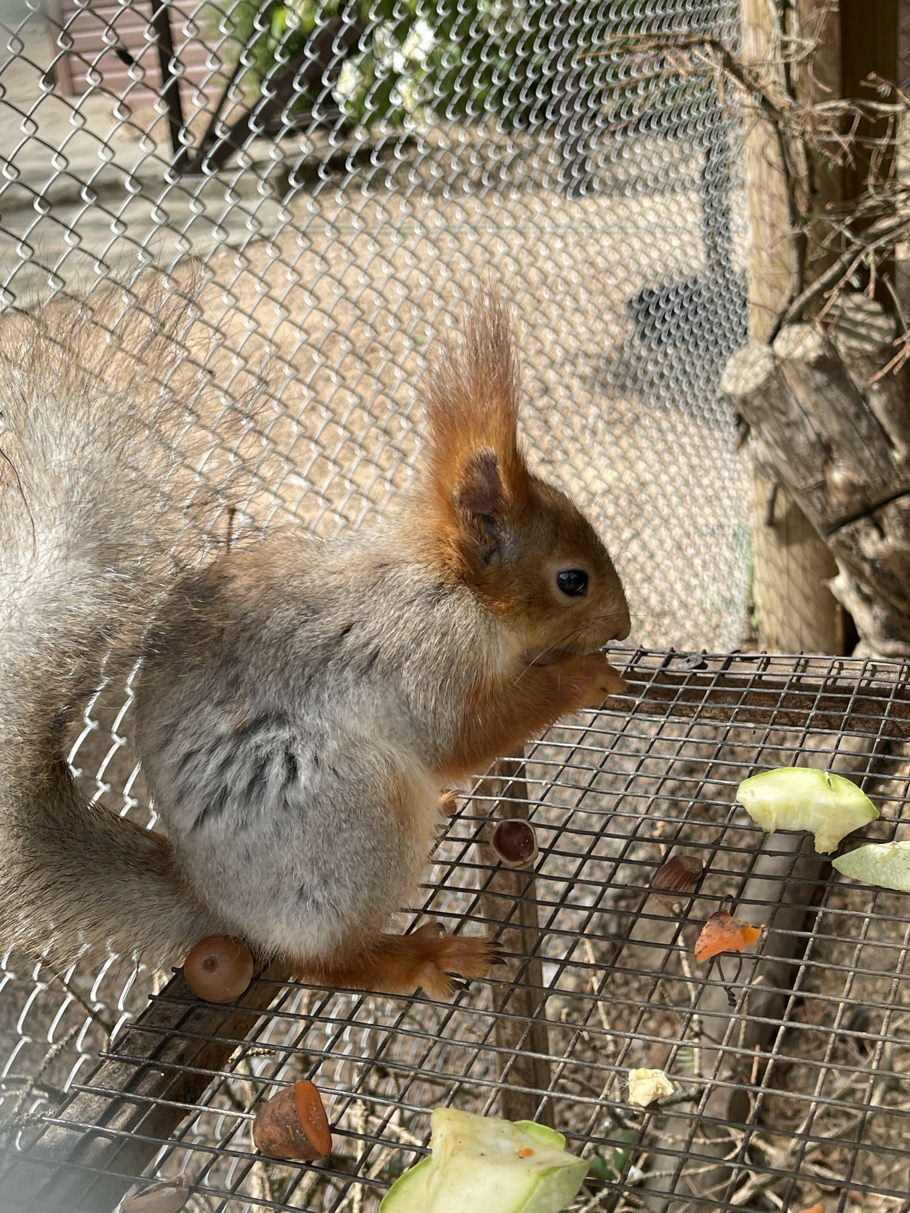 Фото Белая вежа