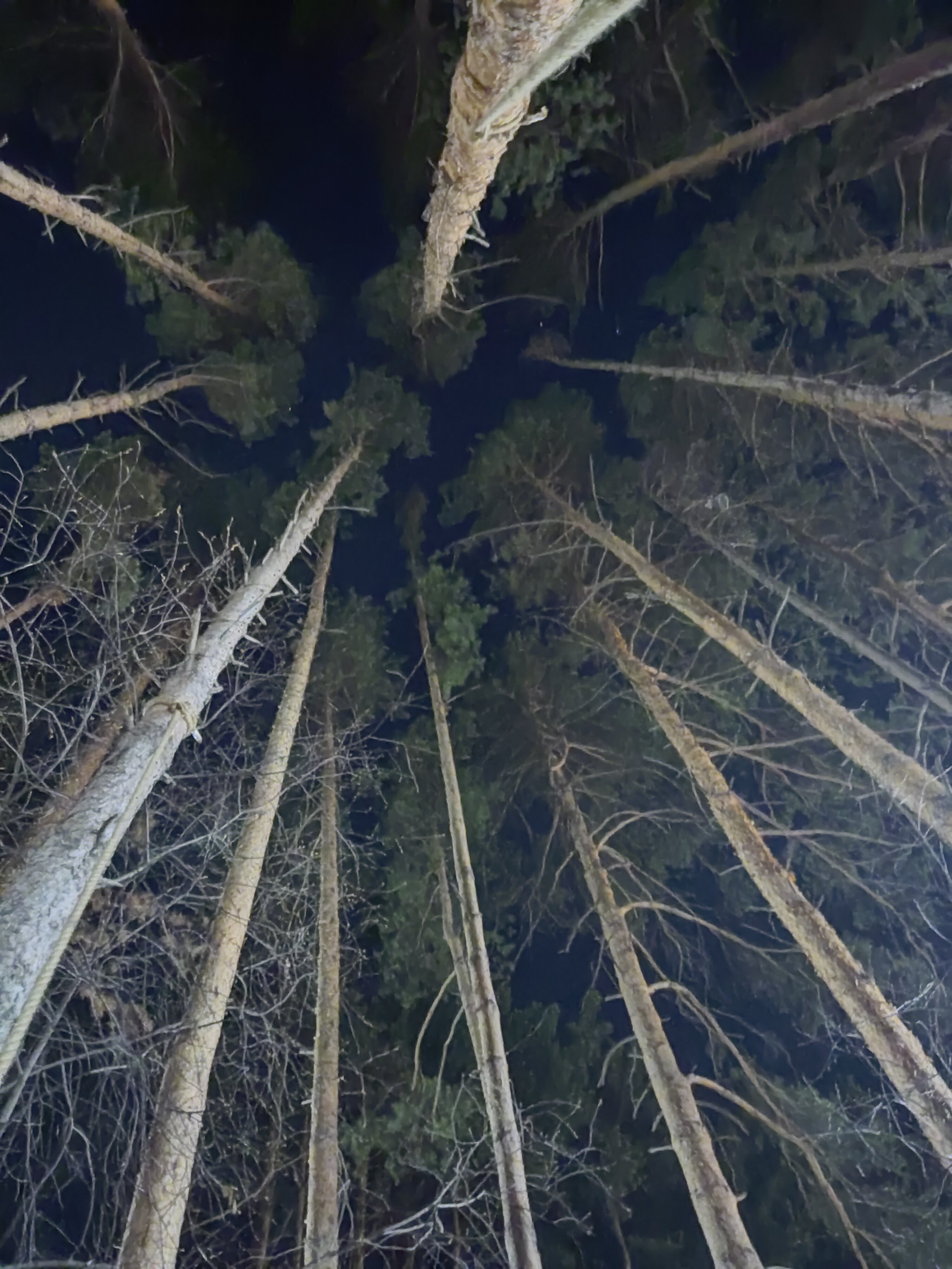 Фото Буревестник