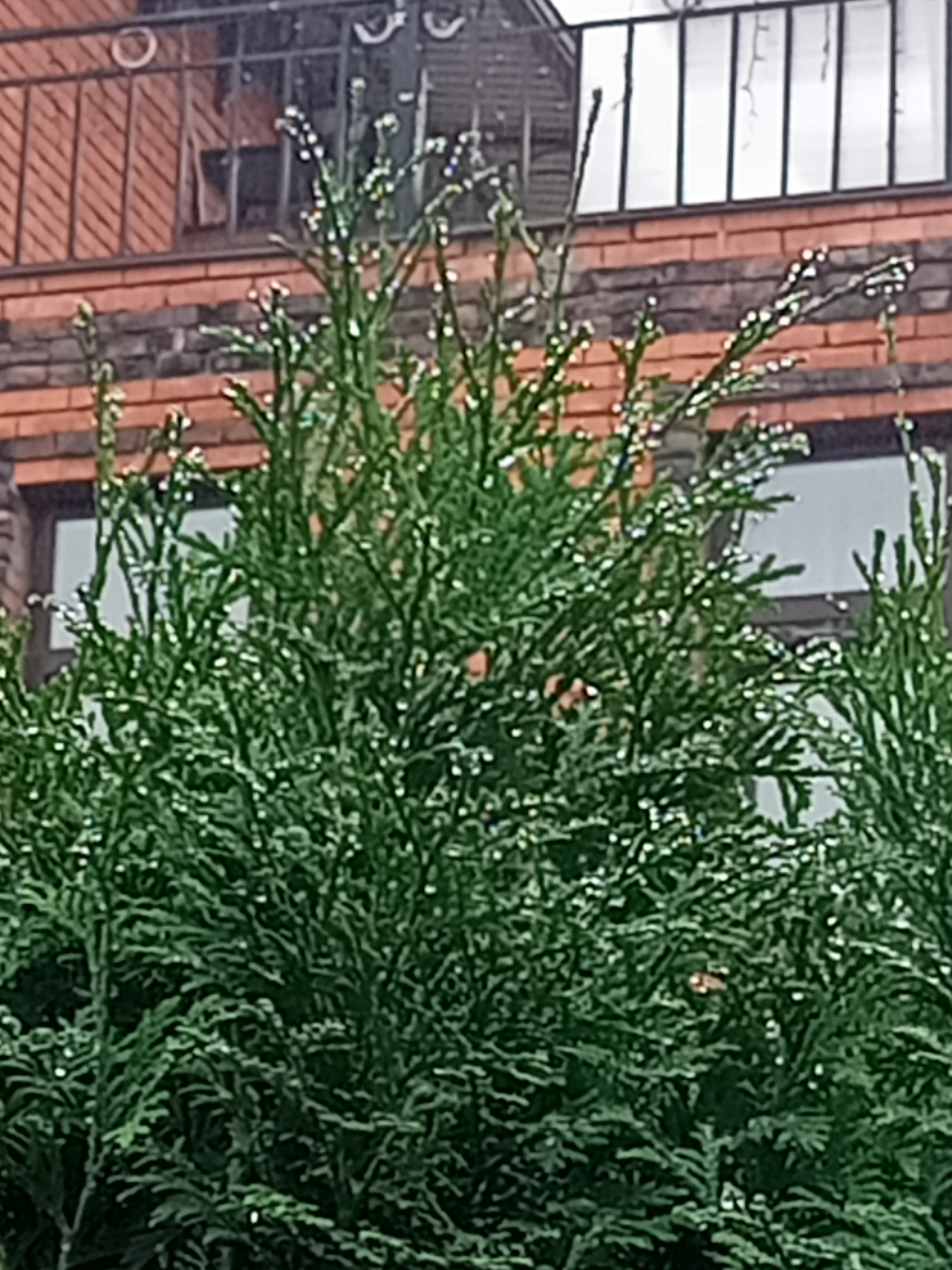 Фото Белая дача