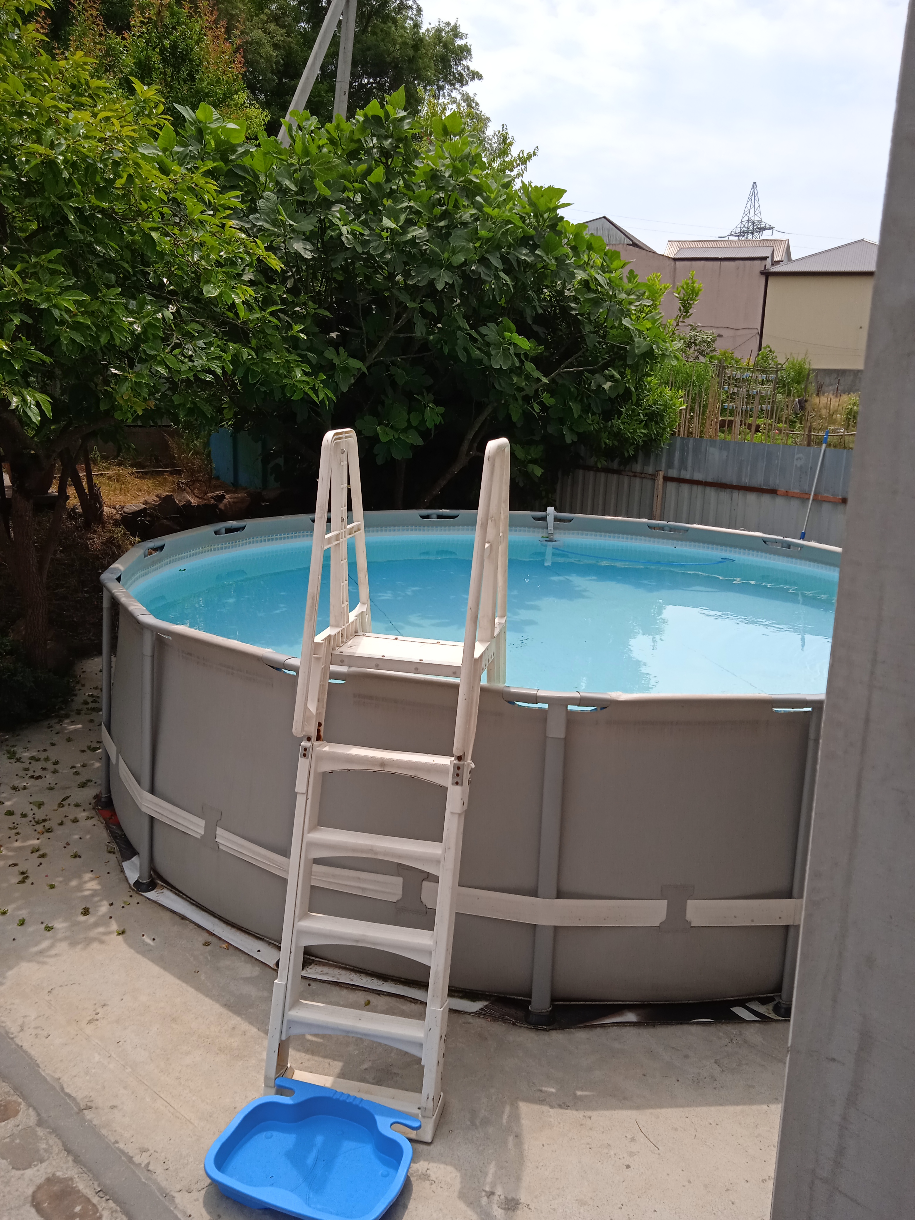 Фото Пальма