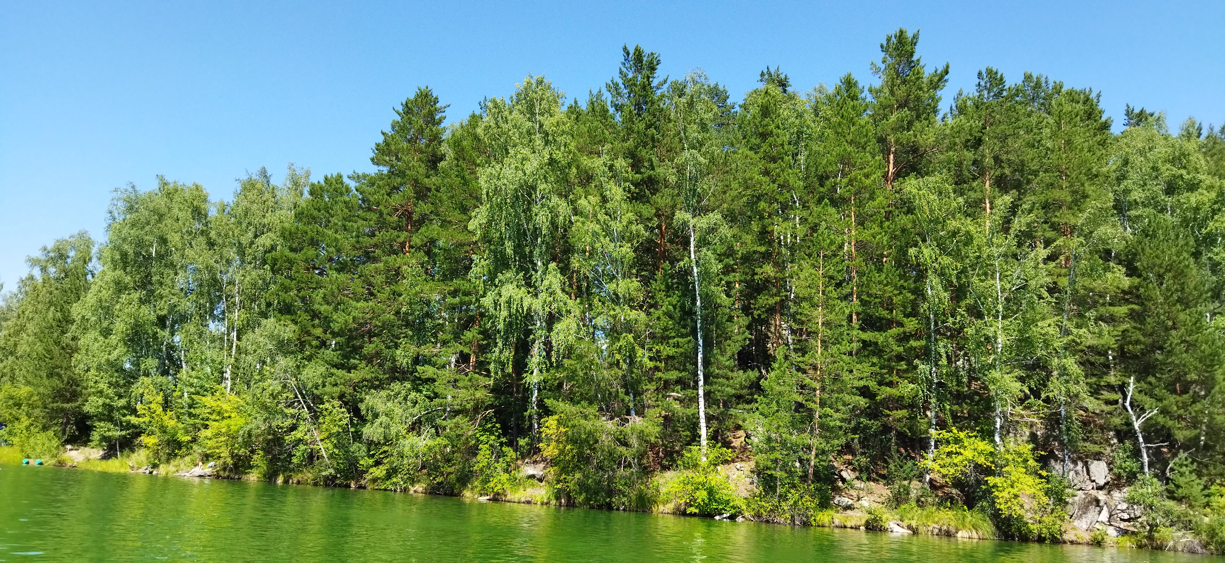 Фото Берёзка