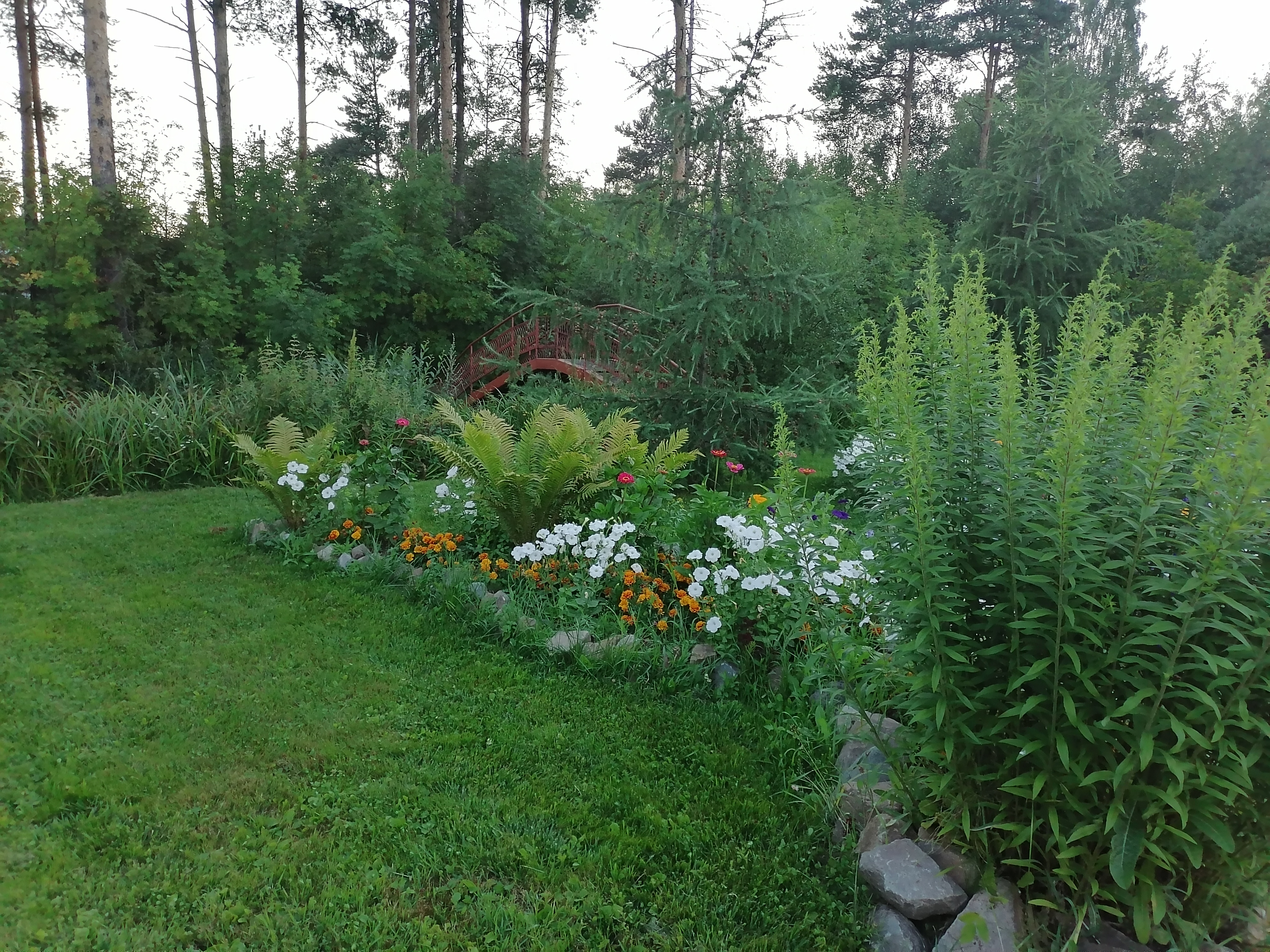 Фото Камелия