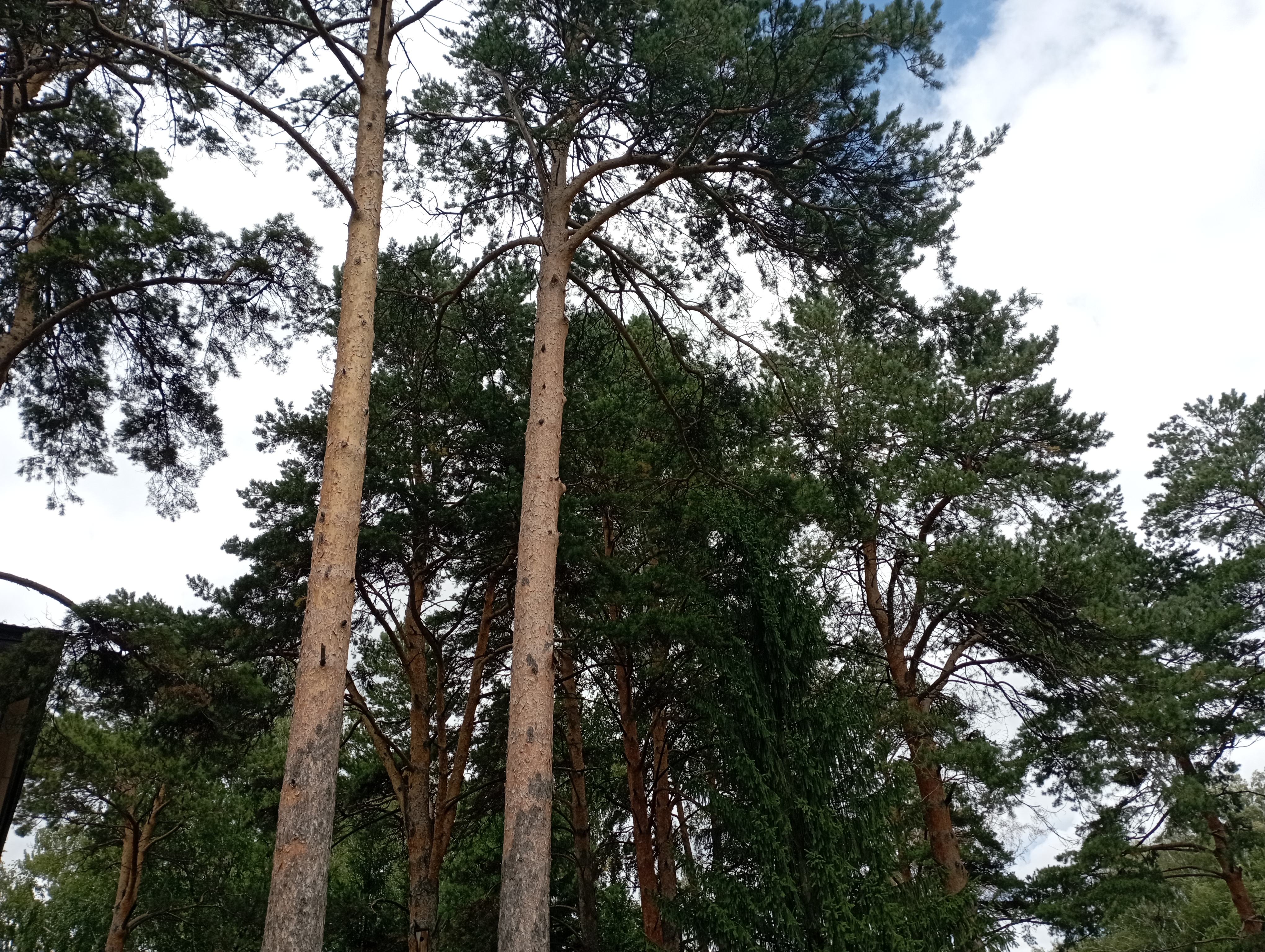 Фото Сосновый бор