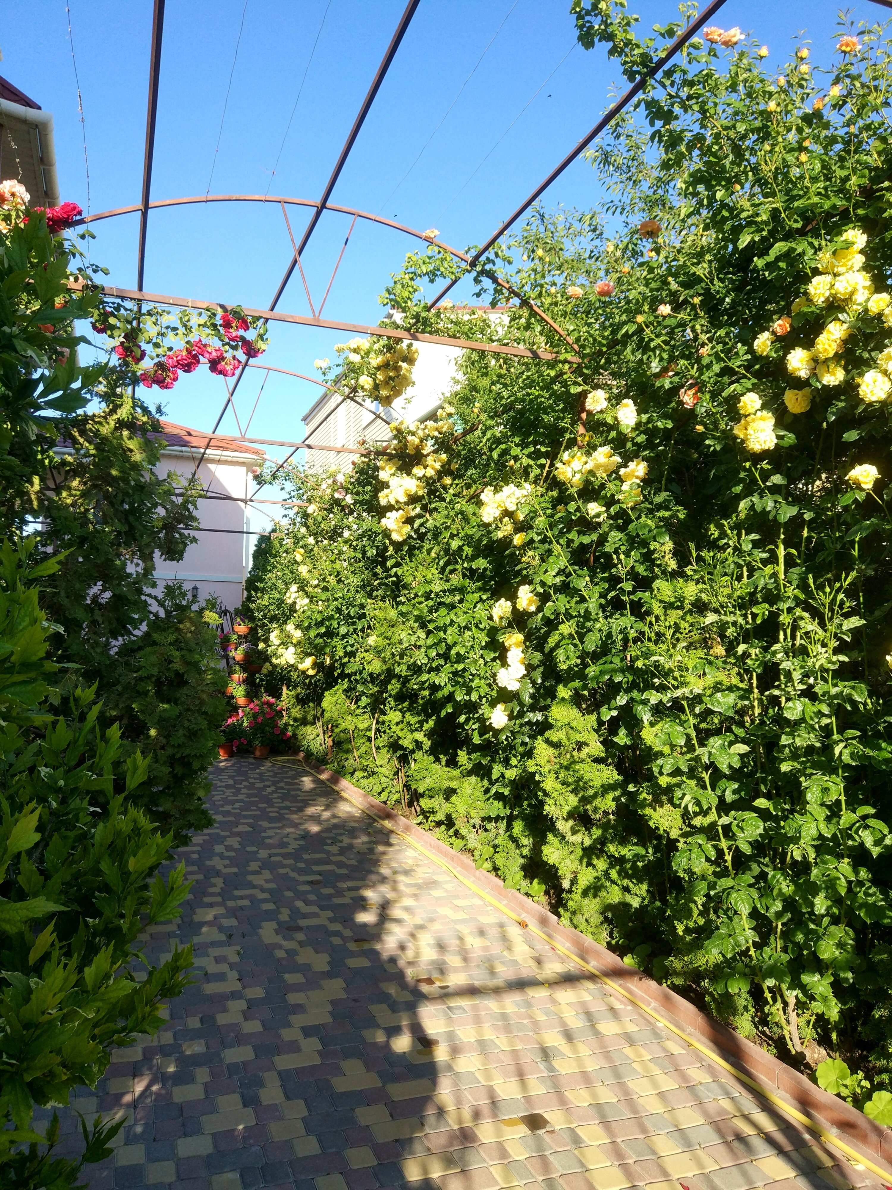 Фото Ассоль Судак